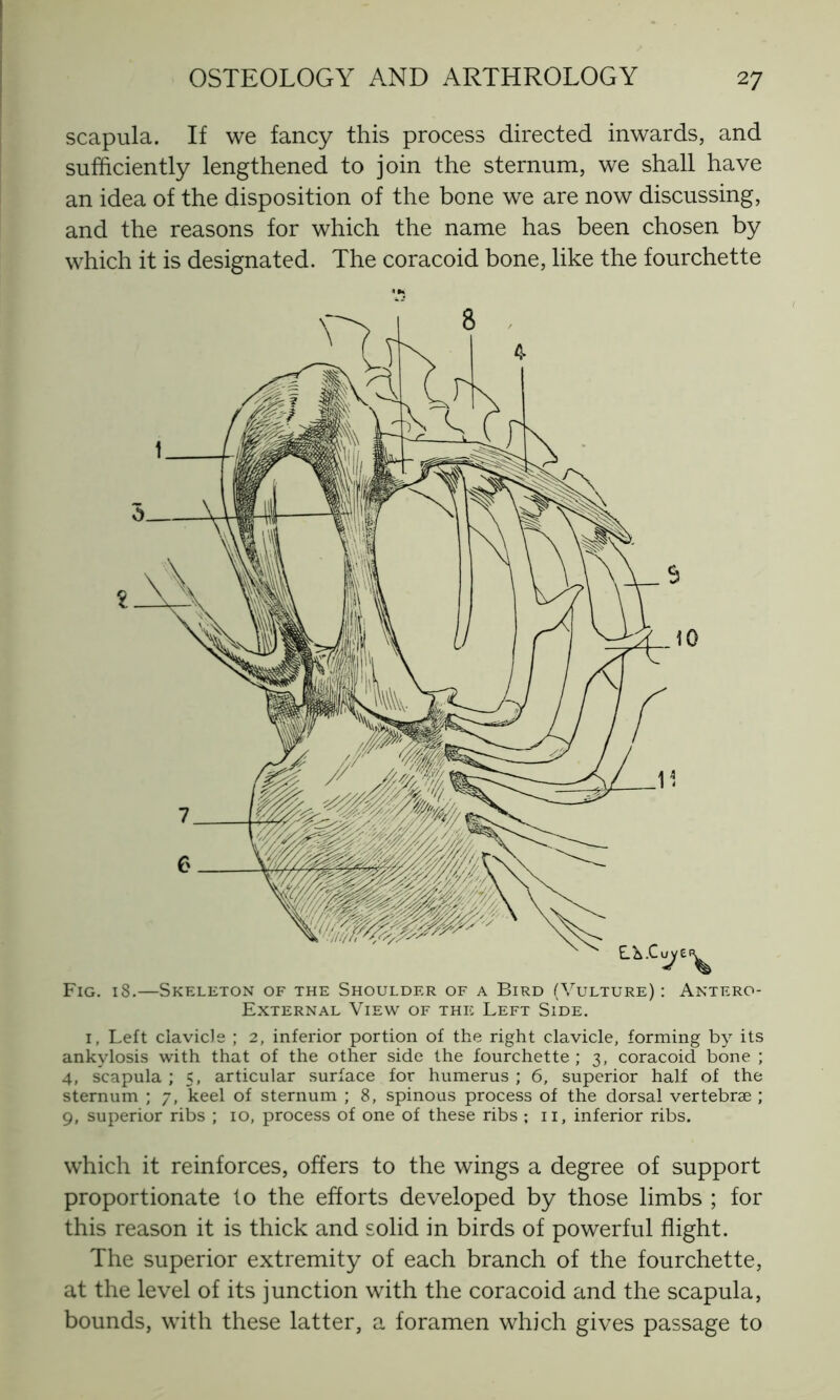 scapula. If we fancy this process directed inwards, and sufficiently lengthened to join the sternum, we shall have an idea of the disposition of the bone we are now discussing, and the reasons for which the name has been chosen by which it is designated. The coracoid bone, like the fourchette 4K Fig. 18.—Skeleton of the Shoulder of a Bird (Vulture) : Antero- External View of the Left Side. i, Left clavicle ; 2, inferior portion of the right clavicle, forming by its ankylosis with that of the other side the fourchette ; 3, coracoid bone ; 4, scapula ; 5, articular surface for humerus ; 6, superior half of the sternum ; 7, keel of sternum ; 8, spinous process of the dorsal vertebræ ; 9, superior ribs ; 10, process of one of these ribs ; 11, inferior ribs. which it reinforces, offers to the wings a degree of support proportionate lo the efforts developed by those limbs ; for this reason it is thick and solid in birds of powerful flight. The superior extremity of each branch of the fourchette, at the level of its junction with the coracoid and the scapula, bounds, with these latter, a foramen which gives passage to