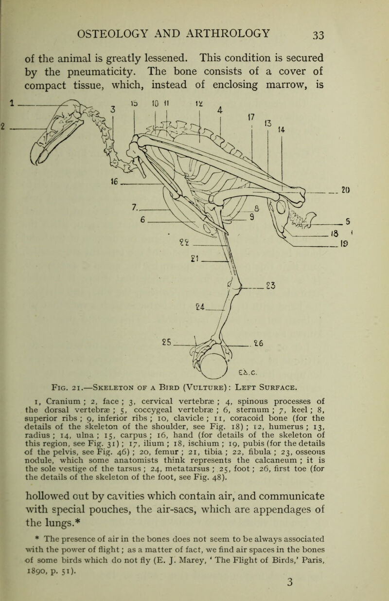 of the animal is greatly lessened. This condition is secured by the pneumaticity. The bone consists of a cover of compact tissue, which, instead of enclosing marrow, is 18 < 19 Fig. 2i.—Skeleton of a Bird (Vulture): Left Surface. i, Cranium ; 2, face ; 3, cervical vertebrae ; 4, spinous processes of the dorsal vertebrae ; 5, coccygeal vertebrae ; 6, sternum ; 7, keel ; 8, superior ribs; 9, inferior ribs; 10, clavicle; 11, coracoid bone (for the details of the skeleton of the shoulder, see Fig. 18) ; 12, humerus ; 13, radius ; 14, ulna ; 15, carpus ; 16, hand (for details of the skeleton of this region, see Fig. 31) ; 17, ilium ; 18, ischium ; 19, pubis (for the details of the pelvis, see Fig. 46) ; 20, femur ; 21, tibia ; 22, fibula ; 23, osseous nodule, which some anatomists think represents the calcanéum ; it is the sole vestige of the tarsus ; 24, metatarsus ; 25, foot ; 26, first toe (for the details of the skeleton of the foot, see Fig. 48). hollowed out by cavities which contain air, and communicate with special pouches, the air-sacs, which are appendages of the lungs.* * The presence of air in the bones does not seem to be always associated with the power of flight ; as a matter of fact, we find air spaces in the bones of some birds which do not fly (E. J. Marey, ‘ The Flight of Birds,’ Paris, 1890, p. 51). 3