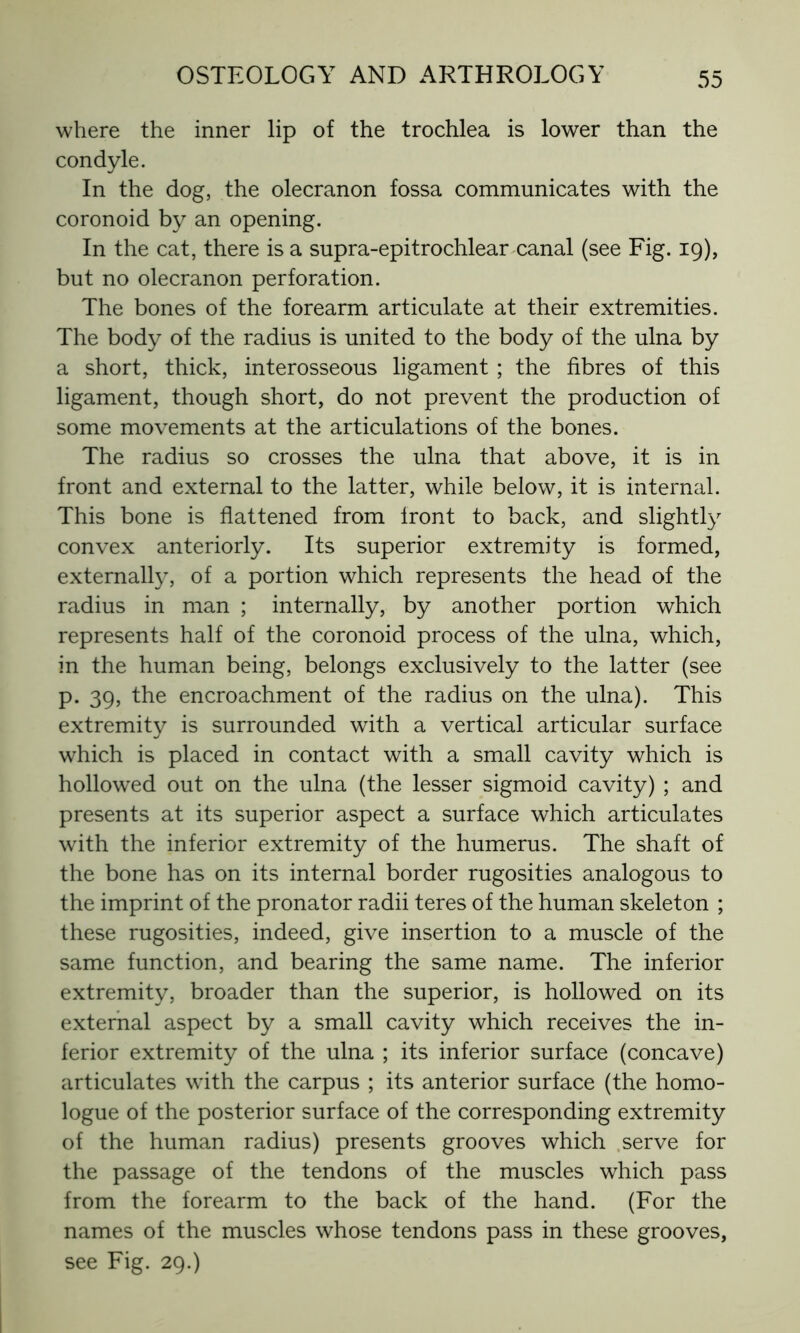 where the inner lip of the trochlea is lower than the condyle. In the dog, the olecranon fossa communicates with the coronoid by an opening. In the cat, there is a supra-epitrochlear canal (see Fig. 19), but no olecranon perforation. The bones of the forearm articulate at their extremities. The body of the radius is united to the body of the ulna by a short, thick, interosseous ligament ; the fibres of this ligament, though short, do not prevent the production of some movements at the articulations of the bones. The radius so crosses the ulna that above, it is in front and external to the latter, while below, it is internal. This bone is flattened from front to back, and slightly convex anteriorly. Its superior extremity is formed, externally, of a portion which represents the head of the radius in man ; internally, by another portion which represents half of the coronoid process of the ulna, which, in the human being, belongs exclusively to the latter (see p. 39, the encroachment of the radius on the ulna). This extremity is surrounded with a vertical articular surface which is placed in contact with a small cavity which is hollowed out on the ulna (the lesser sigmoid cavity) ; and presents at its superior aspect a surface which articulates with the inferior extremity of the humerus. The shaft of the bone has on its internal border rugosities analogous to the imprint of the pronator radii teres of the human skeleton ; these rugosities, indeed, give insertion to a muscle of the same function, and bearing the same name. The inferior extremity, broader than the superior, is hollowed on its external aspect by a small cavity which receives the in- ferior extremity of the ulna ; its inferior surface (concave) articulates with the carpus ; its anterior surface (the homo- logue of the posterior surface of the corresponding extremity of the human radius) presents grooves which serve for the passage of the tendons of the muscles which pass from the forearm to the back of the hand. (For the names of the muscles whose tendons pass in these grooves, see Fig. 29.)