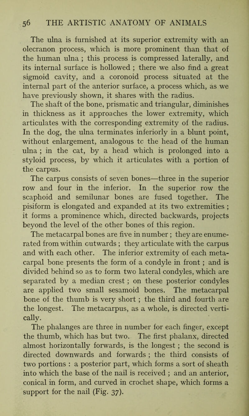 The ulna is furnished at its superior extremity with an olecranon process, which is more prominent than that of the human ulna ; this process is compressed laterally, and its internal surface is hollowed ; there we also find a great sigmoid cavity, and a coronoid process situated at the internal part of the anterior surface, a process which, as we have previously shown, it shares with the radius. The shaft of the bone, prismatic and triangular, diminishes in thickness as it approaches the lower extremity, which articulates with the corresponding extremity of the radius. In the dog, the ulna terminates inferiorly in a blunt point, without enlargement, analogous tc the head of the human ulna ; in the cat, by a head which is prolonged into a styloid process, by which it articulates with a portion of the carpus. The carpus consists of seven bones—three in the superior row and four in the inferior. In the superior row the scaphoid and semilunar bones are fused together. The pisiform is elongated and expanded at its two extremities ; it forms a prominence which, directed backwards, projects beyond the level of the other bones of this region. The metacarpal bones are five in number ; they are enume- rated from within outwards ; they articulate with the carpus and with each other. The inferior extremity of each meta- carpal bone presents the form of a condyle in front ; and is divided behind so as to form two lateral condyles, which are separated by a median crest ; on these posterior condyles are applied two small sesamoid bones. The metacarpal bone of the thumb is very short ; the third and fourth are the longest. The metacarpus, as a whole, is directed verti- cally. The phalanges are three in number for each finger, except the thumb, which has but two. The first phalanx, directed almost horizontally forwards, is the longest ; the second is directed downwards and forwards ; the third consists of two portions : a posterior part, which forms a sort of sheath into which the base of the nail is received ; and an anterior, conical in form, and curved in crochet shape, which forms a support for the nail (Fig. 37).