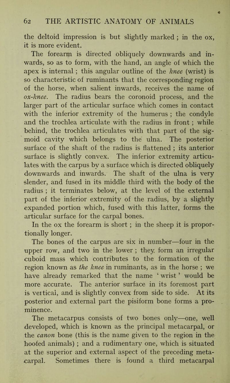 the deltoid impression is but slightly marked ; in the ox, it is more evident. The forearm is directed obliquely downwards and in- wards, so as to form, with the hand, an angle of which the apex is internal ; this angular outline of the knee (wrist) is so characteristic of ruminants that the corresponding region of the horse, when salient inwards, receives the name of ox-knee. The radius bears the coronoid process, and the larger part of the articular surface which comes in contact with the inferior extremity of the humerus ; the condyle and the trochlea articulate with the radius in front ; while behind, the trochlea articulates with that part of the sig- moid cavity which belongs to the ulna. The posterior surface of the shaft of the radius is flattened ; its anterior surface is slightly convex. The inferior extremity articu- lates with the carpus by a surface which is directed obliquely downwards and inwards. The shaft of the ulna is very slender, and fused in its middle third with the body of the radius ; it terminates below, at the level of the external part of the inferior extremity of the radius, by a slightly expanded portion which, fused with this latter, forms the articular surface for the carpal bones. In the ox the forearm is short ; in the sheep it is propor- tionally longer. The bones of the carpus are six in number—four in the upper row, and two in the lower ; they form an irregular cuboid mass which contributes to the formation of the region known as the knee in ruminants, as in the horse ; we have already remarked that the name 4 wrist ’ would be more accurate. The anterior surface in its foremost part is vertical, and is slightly convex from side to side. At its posterior and external part the pisiform bone forms a pro- minence. The metacarpus consists of two bones only—one, well developed, which is known as the principal metacarpal, or the canon bone (this is the name given to the region in the hoofed animals) ; and a rudimentary one, which is situated at the superior and external aspect of the preceding meta- carpal. Sometimes there is found a third metacarpal