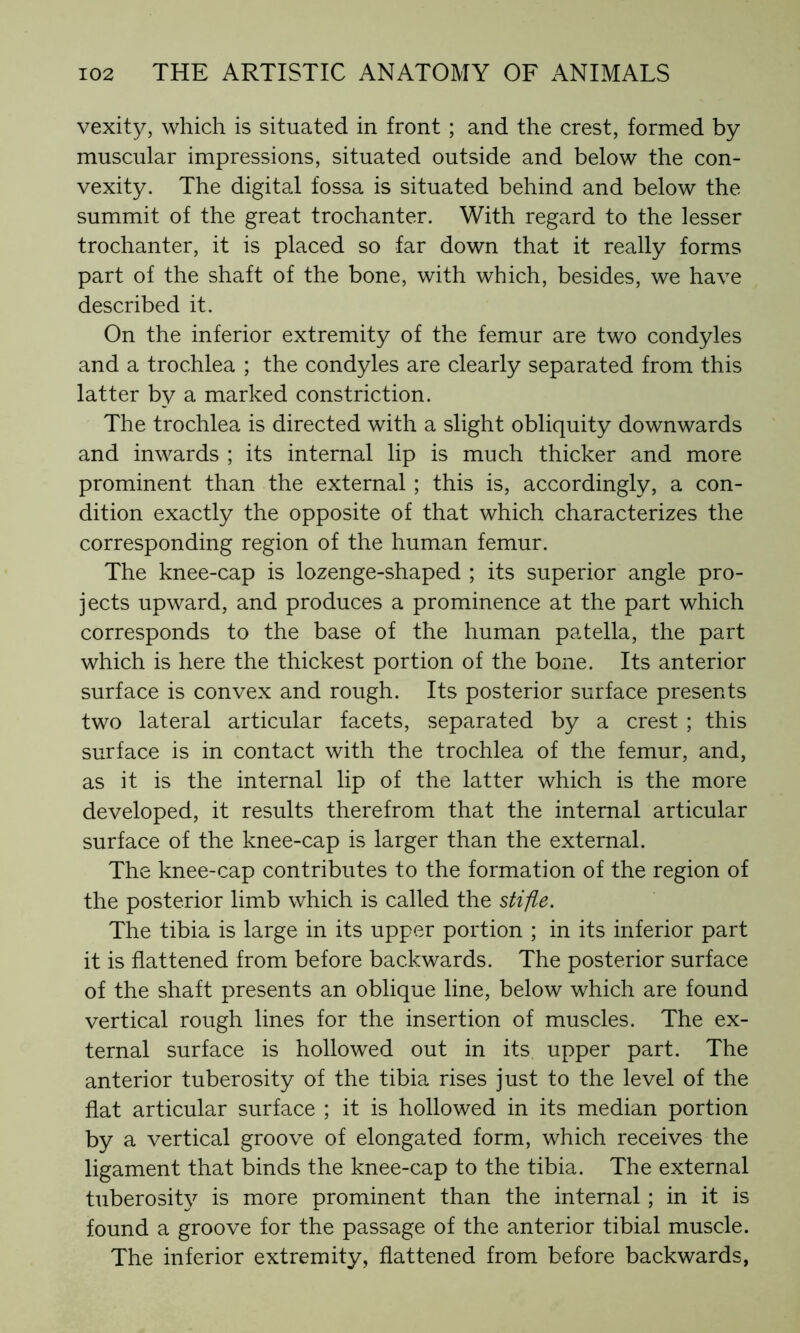 vexity, which is situated in front ; and the crest, formed by muscular impressions, situated outside and below the con- vexity. The digital fossa is situated behind and below the summit of the great trochanter. With regard to the lesser trochanter, it is placed so far down that it really forms part of the shaft of the bone, with which, besides, we have described it. On the inferior extremity of the femur are two condyles and a trochlea ; the condyles are clearly separated from this latter by a marked constriction. The trochlea is directed with a slight obliquity downwards and inwards ; its internal lip is much thicker and more prominent than the external ; this is, accordingly, a con- dition exactly the opposite of that which characterizes the corresponding region of the human femur. The knee-cap is lozenge-shaped ; its superior angle pro- jects upward, and produces a prominence at the part which corresponds to the base of the human patella, the part which is here the thickest portion of the bone. Its anterior surface is convex and rough. Its posterior surface presents two lateral articular facets, separated by a crest ; this surface is in contact with the trochlea of the femur, and, as it is the internal lip of the latter which is the more developed, it results therefrom that the internal articular surface of the knee-cap is larger than the external. The knee-cap contributes to the formation of the region of the posterior limb which is called the stifle. The tibia is large in its upper portion ; in its inferior part it is flattened from before backwards. The posterior surface of the shaft presents an oblique line, below which are found vertical rough lines for the insertion of muscles. The ex- ternal surface is hollowed out in its upper part. The anterior tuberosity of the tibia rises just to the level of the flat articular surface ; it is hollowed in its median portion by a vertical groove of elongated form, which receives the ligament that binds the knee-cap to the tibia. The external tuberosity is more prominent than the internal ; in it is found a groove for the passage of the anterior tibial muscle. The inferior extremity, flattened from before backwards,