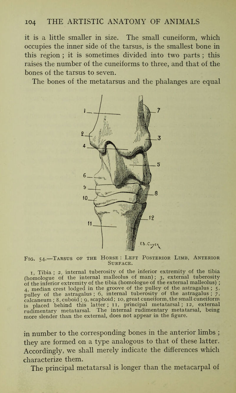 it is a little smaller in size. The small cuneiform, which occupies the inner side of the tarsus, is the smallest bone in this region ; it is sometimes divided into two parts ; this raises the number of the cuneiforms to three, and that of the bones of the tarsus to seven. The bones of the metatarsus and the phalanges are equal pIG< 54.—Tarsus of the Horse : Left Posterior Limb, Anterior Surface. i, Tibia; 2, internal tuberosity of the inferior extremity of the tibia (homologue of the internal malleolus of man); 3, external tuberosity of the inferior extremity of the tibia (homologue of the external malleolus) ; 4, median crest lodged in the groove of the pulley of the astragalus ; 5, pulley of the astragalus ; 6, internal tuberosity of the astragalus ; 7, calcanéum ; 8, cuboid ; 9, scaphoid ; 10, great cuneiform, the small cuneiform is placed behind this latter; 11, principal metatarsal; 12, external rudimentary metatarsal. The internal rudimentary metatarsal, being more slender than the external, does not appear in the figure. in number to the corresponding bones in the anterior limbs ; they are formed on a type analogous to that of these latter. Accordingly, we shall merely indicate the differences which characterize them. The principal metatarsal is longer than the metacarpal of