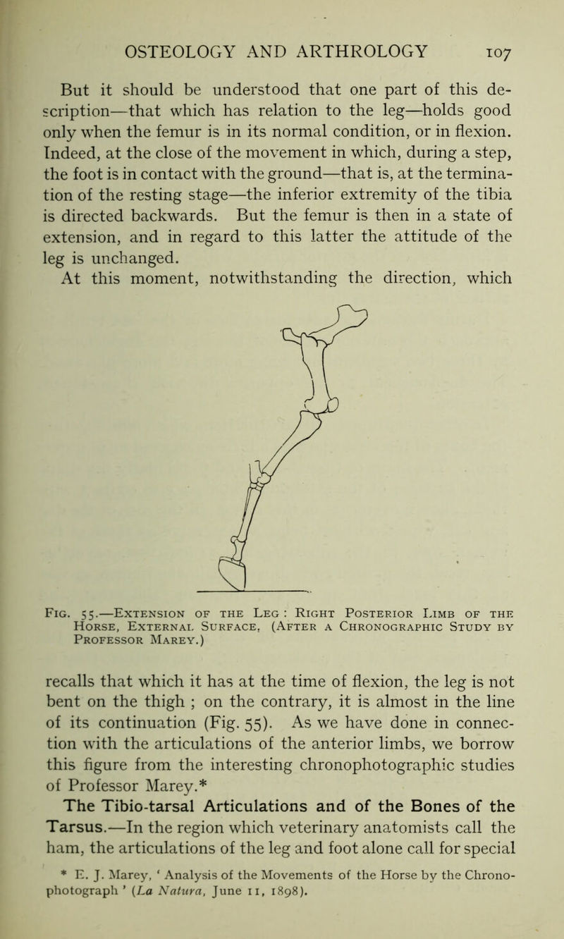 But it should be understood that one part of this de- scription—that which has relation to the leg—holds good only when the femur is in its normal condition, or in flexion. Indeed, at the close of the movement in which, during a step, the foot is in contact with the ground—that is, at the termina- tion of the resting stage—the inferior extremity of the tibia is directed backwards. But the femur is then in a state of extension, and in regard to this latter the attitude of the leg is unchanged. At this moment, notwithstanding the direction, which Fig. 55.—Extension of the Leg : Right Posterior Limb of the Horse, Externai. Surface. (After a Chronographic Study by Professor Marey.) recalls that which it has at the time of flexion, the leg is not bent on the thigh ; on the contrary, it is almost in the line of its continuation (Fig. 55). As we have done in connec- tion with the articulations of the anterior limbs, we borrow this figure from the interesting chronophotographic studies of Professor Marey.* The Tibio-tarsal Articulations and of the Bones of the Tarsus.—In the region which veterinary anatomists call the ham, the articulations of the leg and foot alone call for special * E. J. Marey, ‘ Analysis of the Movements of the Horse by the Chrono- photograph ’ (La Natura, June 11, 1898).
