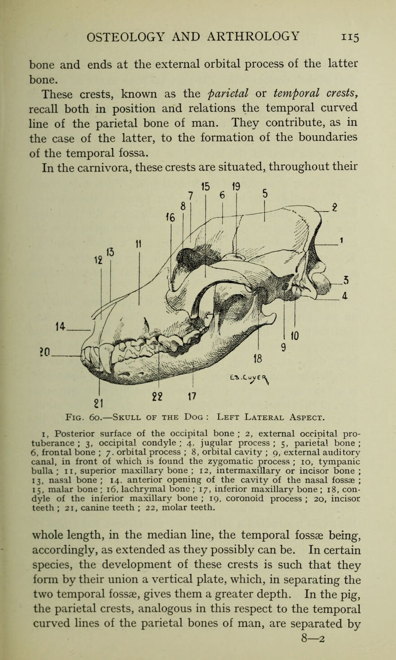 bone and ends at the external orbital process of the latter bone. These crests, known as the parietal or temporal crests, recall both in position and relations the temporal curved line of the parietal bone of man. They contribute, as in the case of the latter, to the formation of the boundaries of the temporal fossa. In the carnivora, these crests are situated, throughout their 1, Posterior surface of the occipital bone; 2, external occipital pro- tuberance ; 3, occipital condyle ; 4. jugular process ; 5, parietal bone ; 6, frontal bone ; 7. orbital process ; 8, orbital cavity ; 9, external auditory canal, in front of which is found the zygomatic process ; 10, tympanic bulla ; 11, superior maxillary bone ; 12, intermaxillary or incisor bone ; 13, nasal bone ; 14. anterior opening of the cavity of the nasal fossae ; 15, malar bone ; 16, lachrymal bone ; 17, inferior maxillary bone ; 18, con- dyle of the inferior maxillary bone ; 19, coronoid process ; 20, incisor teeth ; 21, canine teeth ; 22, molar teeth. whole length, in the median line, the temporal fossae being, accordingly, as extended as they possibly can be. In certain species, the development of these crests is such that they form by their union a vertical plate, which, in separating the two temporal fossae, gives them a greater depth. In the pig, the parietal crests, analogous in this respect to the temporal curved lines of the parietal bones of man, are separated by 8—2
