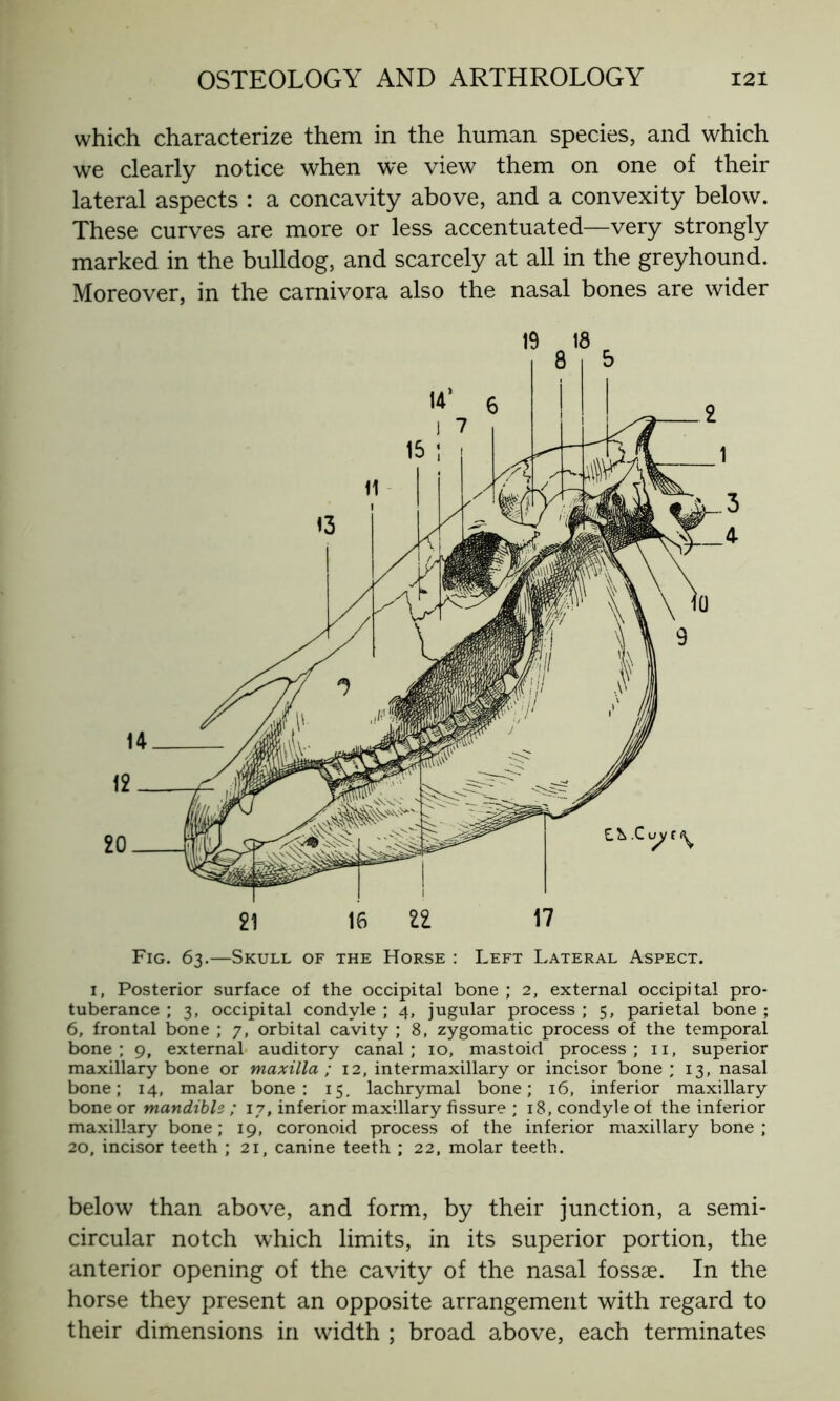 which characterize them in the human species, and which we clearly notice when we view7 them on one of their lateral aspects : a concavity above, and a convexity below. These curves are more or less accentuated—very strongly marked in the bulldog, and scarcely at all in the greyhound. Moreover, in the carnivora also the nasal bones are wider Fig. 63.—Skull of the Horse : Left Lateral Aspect. 1, Posterior surface of the occipital bone ; 2, external occipital pro- tuberance ; 3, occipital condyle ; 4, jugular process ; 5, parietal bone ; 6, frontal bone ; 7, orbital cavity ; 8, zygomatic process of the temporal bone; 9, external auditory canal; 10, mastoid process; 11, superior maxillary bone or maxilla; 12, intermaxillary or incisor bone; 13, nasal bone; 14, malar bone: 15. lachrymal bone; 16, inferior maxillary bone or mandible ; 17, inferior maxillary fissure ; 18, condyle of the inferior maxillary bone; 19, coronoid process of the inferior maxillary bone; 20, incisor teeth ; 21, canine teeth ; 22, molar teeth. below than above, and form, by their junction, a semi- circular notch which limits, in its superior portion, the anterior opening of the cavity of the nasal fossae. In the horse they present an opposite arrangement with regard to their dimensions in width ; broad above, each terminates