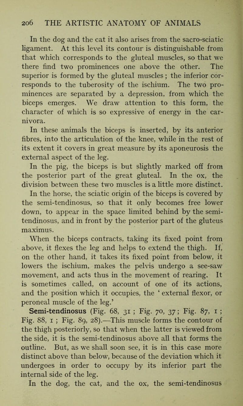 In the dog and the cat it also arises from the sacro-sciatic ligament. At this level its contour is distinguishable from that which corresponds to the gluteal muscles, so that we there find two prominences one above the other. The superior is formed by the gluteal muscles ; the inferior cor- responds to the tuberosity of the ischium. The two pro- minences are separated by a depression, from which the biceps emerges. We draw attention to this form, the character of which is so expressive of energy in the car- nivora. In these animals the biceps is inserted, by its anterior fibres, into the articulation of the knee, while in the rest of its extent it covers in great measure by its aponeurosis the external aspect of the leg. In the pig, the biceps is but slightly marked off from the posterior part of the great gluteal. In the ox, the division between these two muscles is a little more distinct. In the horse, the sciatic origin of the biceps is covered by the semi-tendinosus, so that it only becomes free lower down, to appear in the space limited behind by the semi- tendinosus, and in front by the posterior part of the gluteus maximus. When the biceps contracts, taking its fixed point from above, it flexes the leg and helps to extend the thigh. If, on the other hand, it takes its fixed point from below, it lowers the ischium, makes the pelvis undergo a see-saw movement, and acts thus in the movement of rearing. It is sometimes called, on account of one of its actions, and the position which it occupies, the 4 external flexor, or peroneal muscle of the leg.’ Semi-tendinosus (Fig. 68, 31 ; Fig. 70, 37 ; Fig. 87, 1 ; Fig. 88, 1 ; Fig. 89, 28).—This muscle forms the contour of the thigh posteriorly, so that when the latter is viewed from the side, it is the semi-tendinosus above all that forms the outline. But, as we shall soon see, it is in this case more distinct above than below, because of the deviation which it undergoes in order to occupy by its inferior part the internal side of the leg. In the dog, the cat, and the ox, the semi-tendinosus