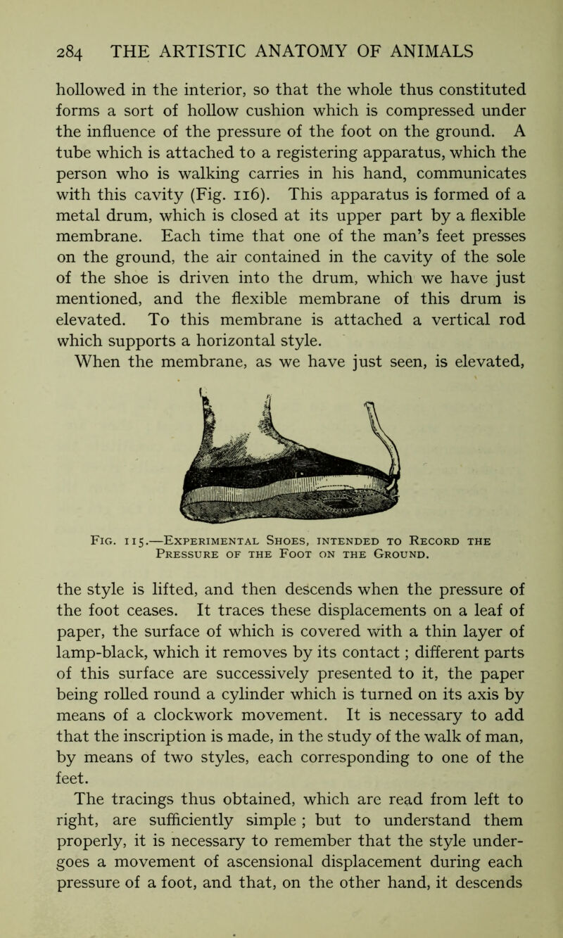 hollowed in the interior, so that the whole thus constituted forms a sort of hollow cushion which is compressed under the influence of the pressure of the foot on the ground. A tube which is attached to a registering apparatus, which the person who is walking carries in his hand, communicates with this cavity (Fig. 116). This apparatus is formed of a metal drum, which is closed at its upper part by a flexible membrane. Each time that one of the man’s feet presses on the ground, the air contained in the cavity of the sole of the shoe is driven into the drum, which we have just mentioned, and the flexible membrane of this drum is elevated. To this membrane is attached a vertical rod which supports a horizontal style. When the membrane, as we have just seen, is elevated, Fig. i 15.—Experimental Shoes, intended to Record the Pressure of the Foot on the Ground. the style is lifted, and then descends when the pressure of the foot ceases. It traces these displacements on a leaf of paper, the surface of which is covered with a thin layer of lamp-black, which it removes by its contact ; different parts of this surface are successively presented to it, the paper being rolled round a cylinder which is turned on its axis by means of a clockwork movement. It is necessary to add that the inscription is made, in the study of the walk of man, by means of two styles, each corresponding to one of the feet. The tracings thus obtained, which are read from left to right, are sufficiently simple ; but to understand them properly, it is necessary to remember that the style under- goes a movement of ascensional displacement during each pressure of a foot, and that, on the other hand, it descends