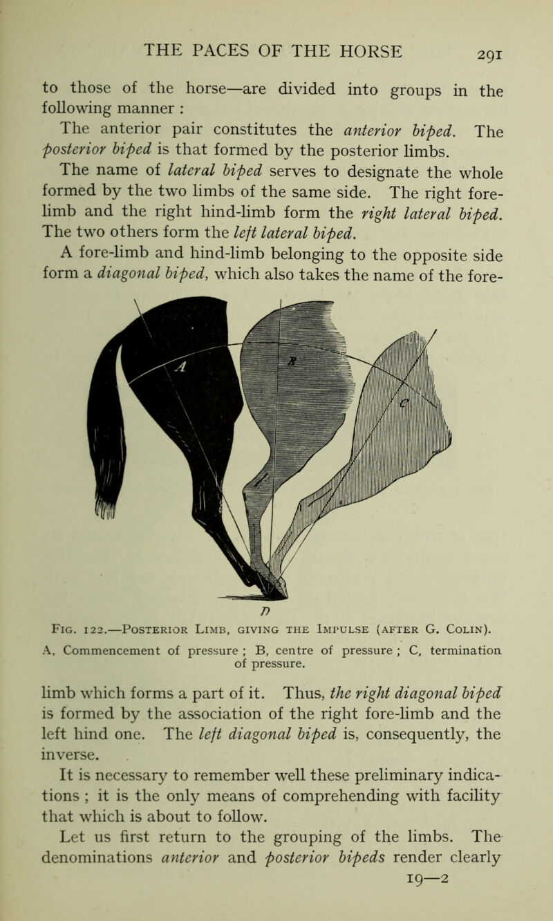 to those of the horse—are divided into groups in the following manner : The anterior pair constitutes the anterior biped. The posterior biped is that formed by the posterior limbs. The name of lateral biped serves to designate the whole formed by the two limbs of the same side. The right fore- limb and the right hind-limb form the right lateral biped. The two others form the left lateral biped. A fore-limb and hind-limb belonging to the opposite side form a diagonal biped, which also takes the name of the fore- 77 Fig. 122.—Posterior Limb, giving the Impulse (after G. Colin). A, Commencement of pressure ; B, centre of pressure ; C, termination. of pressure. limb which forms a part of it. Thus, the right diagonal biped is formed by the association of the right fore-limb and the left hind one. The left diagonal biped is, consequently, the inverse. It is necessary to remember well these preliminary indica- tions ; it is the only means of comprehending with facility that which is about to follow. Let us first return to the grouping of the limbs. The denominations anterior and posterior bipeds render clearly 19—2