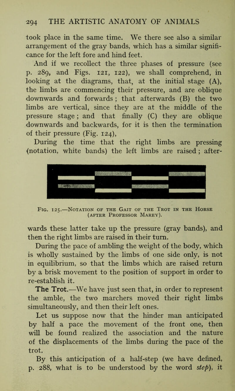 took place in the same time. We there see also a similar arrangement of the gray bands, which has a similar signifi- cance for the left fore and hind feet. And if we recollect the three phases of pressure (see p. 289, and Figs. 121, 122), we shall comprehend, in looking at the diagrams, that, at the initial stage (A), the limbs are commencing their pressure, and are oblique downwards and forwards ; that afterwards (B) the two limbs are vertical, since they are at the middle of the pressure stage ; and that finally (C) they are oblique downwards and backwards, for it is then the termination of their pressure (Fig. 124), During the time that the right limbs are pressing {notation, white bands) the left limbs are raised ; after- Fig. 125.—Notation of the Gait of the Trot in the Horse (after Professor Marey). wards these latter take up the pressure (gray bands), and then the right limbs are raised in their turn. During the pace of ambling the weight of the body, which is wholly sustained by the limbs of one side only, is not in equilibrium, so that the limbs which are raised return by a brisk movement to the position of support in order to re-establish it. The Trot.—We have just seen that, in order to represent the amble, the two marchers moved their right limbs simultaneously, and then their left ones. Let us suppose now that the hinder man anticipated by half a pace the movement of the front one, then will be found realized the association and the nature of the displacements of the limbs during the pace of the trot. By this anticipation of a half-step (we have defined, p. 288, what is to be understood by the word step), it