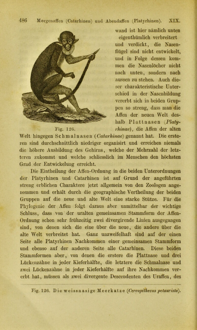 wand ist hier nämlich unten eigentümlich verbreitert und verdickt, die Nasen- flügel sind nicht entwickelt, und in Folge dessen kom- men die Nasenlöcher nicht nach unten, sondern nach aussen zu stehen. Auch die- ser charakteristische Unter- schied in der Nasenbildung vererbt sich in beiden Grup- pen so streng, dass man die Affen der neuen Welt des- halb Plattnasen {Platy- rhinae), die Affen der alten Welt hingegen Schmalnasen (Catarhinae) genannt hat. Die erste- ren sind durchschnittlich niedriger organisirt und erreichen niemals die höhere Ausbildung des Gehirns, welche der Mehrzahl der letz- teren zukommt und welche schliesslich im Menschen den höchsten Grad der Entwickelung erreicht. Die Eintheilung der Affen-Ordnung in die beiden Unterordnungen der Platyrhinen und Catarkinen ist auf Grund der angeführten streng erblichen Charaktere jetzt allgemein von den Zoologen ange- nommen und erhält durch die geographische Verkeilung der beiden Gruppen auf die neue und alte Welt eine starke Stütze. Für die Phylogenie der Affen folgt daraus aber unmittelbar der wichtige Schluss, dass von der uralten gemeinsamen Stammform der Affen- Ordnung schon sehr frühzeitig zwei divergirende Linien ausgegangen sind, von denen sich die eine über die neue, die andere über die alte Welt verbreitet hat. Ganz unzweifelhaft sind auf der einen Seite alle Platyrhinen Nachkommen einer gemeinsamen Stammform und ebenso auf der anderen Seite alle Catarhinen. Diese beiden Stammformen aber, von denen die erstere die Plattnase und drei Lückenzähne in jeder Kieferhälfte, die letztere die Schmalnase und zwei Lückenzähne in jeder Kieferhälfte auf ihre Nachkommen ver- erbt hat, müssen als zwei divergente Descendenten des Uraffen, des Pig. 126. Pig. 126. Die weissnasige Meerkatze (Ccrcopithecus pclauristd).
