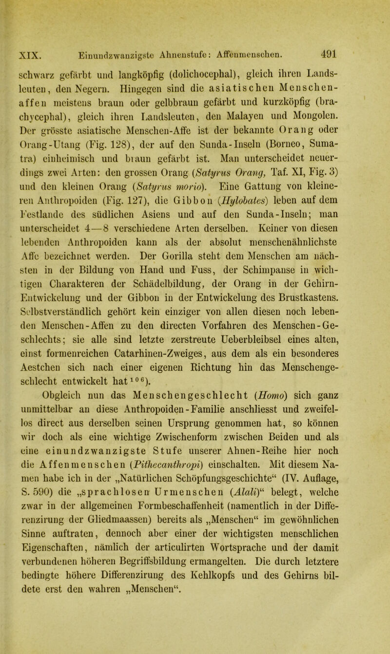 schwarz gefärbt und langköpfig (dolichocephal), gleich ihren Lands- leuten, den Negern. Hingegen sind die asiatischen Menschen- affen meistens braun oder gelbbraun gefärbt und kurzköpfig (bra- chycephal), gleich ihren Landsleuten, den Malayen und Mongolen. Der grösste asiatische Menschen-Affe ist der bekannte Orang oder Orang-Utang (Fig. 128), der auf den Sunda-Inseln (Borneo, Suma- tra) einheimisch und braun gefärbt ist. Man unterscheidet neuer- dings zwei Arten: den grossen Orang (Satyrus Orang, Taf. XI, Fig. 3) und den kleinen Orang (Satyrus moriö). Eine Gattung von kleine- ren Anthropoiden (Fig. 127), die Gibbon (Hylobates) leben auf dem Festlande des südlichen Asiens und auf den Sunda-Inseln; man unterscheidet 4—8 verschiedene Arten derselben. Keiner von diesen lebenden Anthropoiden kann als der absolut menschenähnlichste Alle bezeichnet werden. Der Gorilla steht dem Menschen am näch- sten in der Bildung von Hand und Fuss, der Schimpanse in wich- tigen Charakteren der Schädelbildung, der Orang in der Gehirn- Entwickelung und der Gibbon in der Entwickelung des Brustkastens. Selbstverständlich gehört kein einziger von allen diesen noch leben- den Menschen-Affen zu den directen Vorfahren des Menschen-Ge- schlechts; sie alle sind letzte zerstreute Ueberbleibsel eines alten, einst formenreichen Catarhinen-Zweiges, aus dem als ein besonderes Aestcheu sich nach einer eigenen Richtung hin das Menschenge- schlecht entwickelt hat106). Obgleich nun das Menschengeschlecht {Homo) sich ganz unmittelbar an diese Anthropoiden-Familie anschliesst und zweifel- los direct aus derselben seinen Ursprung genommen hat, so können wir doch als eine wichtige Zwischenform zwischen Beiden und als eine einundzwanzigste Stufe unserer Ahnen-Reihe hier noch die Affenmenschen (Pithecanthropi) einschalten. Mit diesem Na- men habe ich in der „Natürlichen Schöpfungsgeschichte“ (IV. Auflage, S. 590) die „sprachlosen Urmenschen (Alali)u belegt, welche zwar in der allgemeinen Formbeschaffenheit (namentlich in der Diffe- renzirung der Gliedmaassen) bereits als „Menschen“ im gewöhnlichen Sinne auftraten, dennoch aber einer der wichtigsten menschlichen Eigenschaften, nämlich der articulirten Wortsprache und der damit verbundenen höheren Begriffsbildung ermangelten. Die durch letztere bedingte höhere Differenzirung des Kehlkopfs und des Gehirns bil- dete erst den wahren „Menschen“.