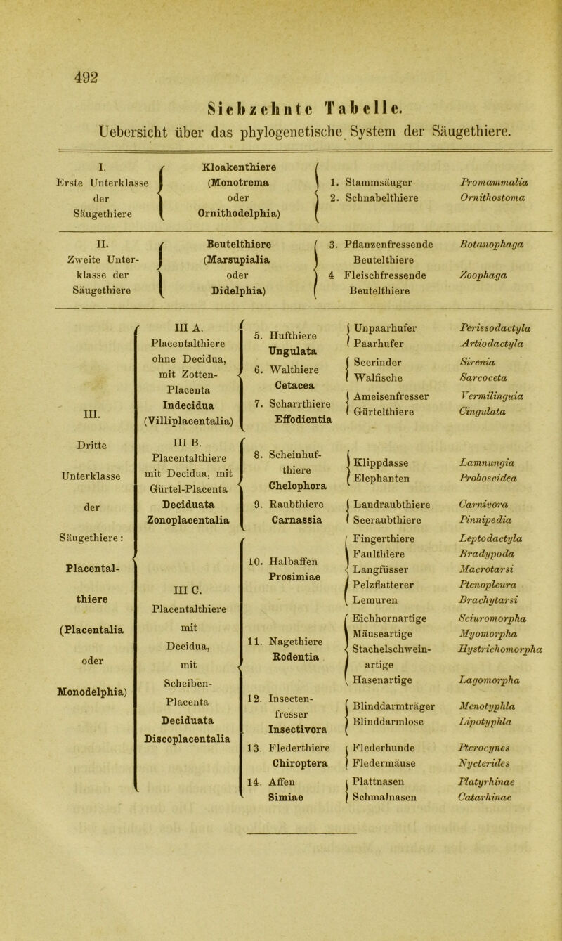 Siebzehnte Tabelle. Uebersicht über das phylogenetische System der Säugethierc. 1 1 Erste Unterklasse der Säugethiere ( Kloakenthiere | (Monotrema | oder Ornithodelphia) i Stamm säuger Schnabelthiere Promammalia Ornithostoma H. { ( Beutelthiere ( 3' Pflanzenfressende Botanophaga Zweite Unter- (Marsupialia j Beutelthiere klasse der | oder ) 4 Fleischfressende Zoophaga Säugethiere [ Didelphia) Beutelthiere m. III A. Placentaltliiere ohne Decidua, mit Zotten- Placenta Indecidua (V illiplacentalia) 5. Hufthiere TJngulata 6. Walthiere Cetacea 7. Scharrthiere Effodientia J Unpaarhufer Paarhufer | Seerinder \ Walfische ( Ameisenfresser ( Gürtelthiere Dritte Unterklasse der Säugethiere: Placental- thiere (Placentalia oder Monodelphia) III B. Placentalthiere mit Decidua, mit Giirtel-Placenta Deciduata Zonoplacentalia III C. Placentalthiere mit Decidua, mit Scheiben- Placenta Deciduata Discoplacentalia 8. Scheinhuf- thiere Chelophora 9. Raubthiere Carnassia 10. Halbaffen Prosimiae 11. Nagethiere Rodentia 12. Insecten- fresser Insectivora 13. Plederthiere Chiroptera 14. Affen Simiae Klippdasse Elephanten ( Landraubthiere ( Seeraubthiere IFingerthiere Faulthiere Langfiisser Pelzflatterer Lemuren I Eichhornartige Mäuseartige Stachelschwein- artige Hasenartige ! Blinddarmträger Blinddarmlose ( Flederlmnde ( Fledermäuse ( Plattnasen | Schmalnasen Perissodactyla Artiodactyla Sirenia Sarcoceta Vermüinguia Cingidata Lamnungia Proboscidea Carnivora Pinnipe dia Leptodactyla Bradypoda Maerotarsi Ptenopleura Brachytarsi Sciuroviorpha Myomorplia Ilystriehomorpha Lagoviorpha Mcnotyphla Lipotyphla Pterocynes Nycterides Platyrhinae Catarhinae