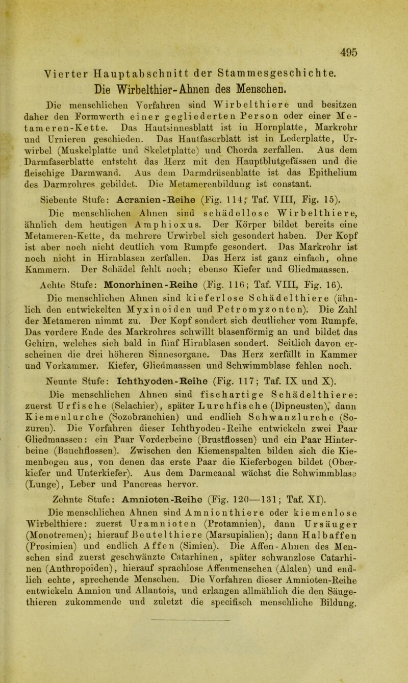 Vierter Hauptabschnitt der Stammesgeschichte. Die Wirbelthier-Ahnen des Menschen, Die menschlichen Vorfahren sind Wirbelt liiere und besitzen daher den Formwerth einer gegliederten Person oder einer Me- tamer en-Kette. Das Hautsinnesblatt ist in Hornplatte, Markrohr und Urnieren geschieden. Das Hautfaserblatt ist in Lederplatte, Ur- wirbel (Muskelplatte und Skeletplatte) und Chorda zerfallen. Aus dem Darmfaserblatte entsteht das Herz mit den Hauptblutgefässen und die fleischige Darmwand. Aus dem Darmdrüsenblatte ist das Epithelium des Darmrohres gebildet. Die Metamerenbildung ist constant. Siebente Stufe: Acranien-Reihe (Fig. 114; Taf. VIII, Fig. 15). Die menschlichen Ahnen sind schädellose Wir beit liiere, ähnlich dem heutigen Amphioxus. Der Körper bildet bereits eine Metameren-Kette, da mehrere Urwirbel sich gesondert haben. Der Kopf ist aber noch nicht deutlich vom Rumpfe gesondert. Das Markrohr ist noch nicht in Hirnblasen zerfallen. Das Herz ist ganz einfach, ohne Kammern. Der Schädel fehlt noch; ebenso Kiefer und Gliedmaassen. Achte Stufe: Monorhinen - Reihe (Fig. 116; Taf. VIII, Fig. 16). Die menschlichen Ahnen sind kieferlose Schädelthiere (ähn- lich den entwickelten Myxinoiden und Petromyzonten). Die Zahl der Metameren nimmt zu. Der Kopf sondert sich deutlicher vom Rumpfe. Das vordere Ende des Markrohres schwillt blasenförmig an und bildet das Gehirn, welches sich bald in fünf Hirnblasen sondert. Seitlich davon er- scheinen die drei höheren Sinnesorgane. Das Herz zerfällt in Kammer und Vorkammer. Kiefer, Gliedmaassen und Schwimmblase fehlen noch. Neunte Stufe: Ichthyoden-Reihe (Fig. 117; Taf. IX und X). Die menschlichen Ahnen sind fischartige Schädelthiere: zuerst Urfische (Selachier), später Lurchfis che (Dipneusten), dann Kiemenlurche (Sozobranchien) und endlich Schwanzlurche (So- zuren). Die Vorfahren dieser Ichthyoden-Reihe entwickeln zwei Paar Gliedmaassen: ein Paar Vorderbeine (Brustflossen) und ein Paar Hinter- beine (Bauchflossen). Zwischen den Kiemenspalten bilden sich die Kie- menbogen aus, von denen das erste Paar die Kieferbogen bildet (Ober- kiefer und Unterkiefer). Aus dem Darmcanal wächst die Schwimmblase (Lunge), Leber und Pancreas hervor. Zehnte Stufe: Amnioten-Reihe (Fig. 120—131; Taf. XI). Die menschlichen Ahnen sind Amnionthiere oder kiemenlose Wirbelthiere: zuerst Uramnioten (Protamnien), dann Urs äug er (Monotremen); hierauf Beutel thiere (Marsupialien); dann Halbaffen (Prosimien) und endlich Affen (Simien). Die Affen-Ahnen des Men- schen sind zuerst geschwänzte Catarhinen, später schwanzlose Catarhi- nen (Anthropoiden), hierauf sprachlose Affenmenschen (Alalen) und end- lich echte, sprechende Menschen. Die Vorfahren dieser Amnioten-Reihe entwickeln Amnion und Allautois, und erlangen allmählich die den Säuge- thieren zukommende und zuletzt die specifisch menschliche Bildung.