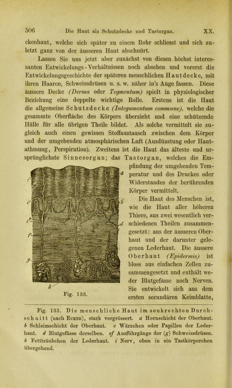 ckenhaut, welclie sich später zu einem Rohr schliesst und sich zu- letzt ganz von der äusseren Haut abschnürt. Lassen Sie uns jetzt aber zunächst von diesen höchst interes- santen Entwickelungs - Verhältnissen noch absehen und vorerst die Entwickelungsgeschichte der späteren menschlichen Hautdecke, mit ihren Haaren, Schweissdrüsen u. s. w. näher in’s Auge fassen. Diese äussere Decke (Derma oder Tegmentum) spielt in physiologischer Beziehung eine doppelte wichtige Rolle. Erstens ist die Haut die allgemeine Schutzdecke (Integumentum commune), welche die gesammte Oberfläche des Körpers überzieht und eine schützende Hülle für alle übrigen Theile bildet. Als solche vermittelt sie zu- gleich auch einen gewissen Stoffaustausch zwischen dem Körper und der umgebenden atmosphärischen Luft (Ausdünstung oder Haut- athmung, Perspiration). Zweitens ist die Haut das älteste und ur- sprünglichste Sinnesorgan; das Tastorgan, welches die Em- pfindung der umgebenden Tem- peratur und des Druckes oder Widerstandes der berührenden Körper vermittelt. Die Haut des Menschen ist, wie die Haut aller höheren Thiere, aus zwei wesentlich ver- schiedenen Theilen zusammen- gesetzt : aus der äusseren Ober- haut und der darunter gele- genen Lederhaut. Die äussere Oberhaut (Epidermis) ist bloss aus einfachen Zellen zu- sammengesetzt und enthält we- der Blutgefässe noch Nerven. Sie entwickelt sich aus dem ersten secundären Keimblatte, Eig. 133. Die menschliche Haut im senkrechten Durch- schnitt (nach Ecker), stark vergrössert. a Hornschicht der Oberhaut. b Schleimschicht der Oberhaut. c Wärzchen oder Papillen der Leder- haut. d Blutgefässe derselben, ef Ausführgänge der (g) Schweissdrüsen. h Eettträubchen der Lederhaut, i Nerv, oben in ein Tastkörperchen übergehend. A'' Eig. 133.