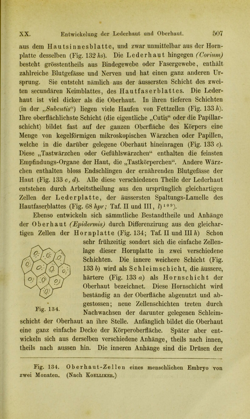 aus dem Hautsinnesblatte, und zwar unmittelbar aus der Horn- platte desselben (Fig. 132 hs). Die L e d e r h a u t hingegen (Corium) besteht grösstentheils aus Bindegewebe oder Fasergewebe, enthält zahlreiche Blutgefässe und Nerven und hat einen ganz anderen Ur- sprung. Sie entsteht nämlich aus der äussersten Schicht des zwei- ten secundären Keimblattes, des Hautfaserblattes. Die Leder- haut ist viel dicker als die Oberhaut. In ihren tieferen Schichten (in der „Subcutis“) liegen viele Haufen von Fettzellen (Fig. 133 h). Ihre oberflächlichste Schicht (die eigentliche „Cutis“ oder die Papillar- schicht) bildet fast auf der ganzen Oberfläche des Körpers eine Menge von kegelförmigen mikroskopischen Wärzchen oder Papillen, welche in die darüber gelegene Oberhaut hineinragen (Fig. 133 c). Diese „Tastwärzchen oder Gefühlswärzchen“ enthalten die feinsten Empfindungs-Organe der Haut, die „Tastkörperchen“. Andere Wärz- chen enthalten bloss Endschlingen der ernährenden Blutgefässe der Haut (Fig. 133 c, d). Alle diese verschiedenen Theile der Lederhaut entstehen durch Arbeitsteilung aus den ursprünglich gleichartigen Zellen der Le der platte, der äussersten Spaltungs-Lamelle des Hautfaserblattes (Fig. 68 hpr; Taf. II und III, l)i09). Ebenso entwickeln sich sämmtliche Bestandteile und Anhänge der Oberhaut (Epidermis) durch Differenzirung aus den gleichar- tigen Zellen der Hornplatte (Fig. 134; Taf. II und III1%) Schon sehr frühzeitig sondert sich die einfache Zellen- lage dieser Hornplatte in zwei verschiedene Schichten. Die innere weichere Schicht (Fig. 133 b) wird als Schleimschicht, die äussere, härtere (Fig. 133 a) als Hornschicht der Oberhaut bezeichnet. Diese Hornschicht wird beständig an der Oberfläche abgenutzt und ab- gestossen; neue Zellenschichten treten durch Nachwachsen der darunter gelegenen Schleim- schicht der Oberhaut an ihre Stelle. Anfänglich bildet die Oberhaut eine ganz einfache Decke der Körperoberfläche. Später aber ent- wickeln sich aus derselben verschiedene Anhänge, theils nach innen, theils nach aussen hin. Die inneren Anhänge sind die Drüsen der Fig. 134. Oberhaut-Zellen eines menschlichen Embryo von zwei Monaten. (Nach Koellikee.)