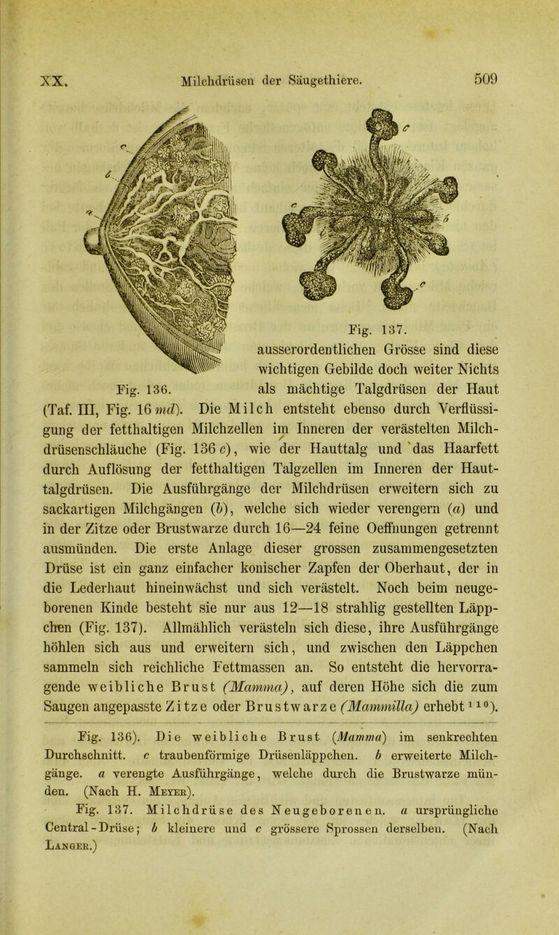 ausserordentlichen Grösse sind diese wichtigen Gebilde doch weiter Nichts Eig. 137. Fig. 136. als mächtige Talgdrüsen der Haut (Taf. III, Fig. Iß md). Die Milch entsteht ebenso durch Verflüssi- gung der fetthaltigen Milchzellen im Inneren der verästelten Milch- drüsenschläuche (Fig. 136 c), wie der Hauttalg und das Haarfett durch Auflösung der fetthaltigen Talgzellen im Inneren der Haut- talgdrüsen. Die Ausführgänge der Milchdrüsen erweitern sich zu sackartigen Milchgängen (6), welche sich wieder verengern (a) und in der Zitze oder Brustwarze durch 16—24 feine Oeffnungen getrennt ausmünden. Die erste Anlage dieser grossen zusammengesetzten Drüse ist ein ganz einfacher konischer Zapfen der Oberhaut, der in die Lederhaut hineinwächst und sich verästelt. Noch beim neuge- borenen Kinde besteht sie nur aus 12—18 strahlig gestellten Läpp- chen (Fig. 137). Allmählich verästeln sich diese, ihre Ausführgänge höhlen sich aus und erweitern sich, und zwischen den Läppchen sammeln sich reichliche Fettmassen an. So entsteht die hervorra- gende weibliche Brust (Mamma), auf deren Höhe sich die zum Saugen angepasste Zitze oder Brustwarze (Mammilla) erhebt110). Eig. 136). Die weibliche Brust (.Mamma) im senkrechten Durchschnitt, c traubenförmige Drüsenläppchen, b erweiterte Milch- gänge. a verengte Ausführgänge, welche durch die Brustwarze mün- den. (Nach H. Meyer). Eig. 137. Milchdrüse des Neugeborenen, a ursprüngliche Central - Drüse; b kleinere und c grössere Sprossen derselben. (Nach Langer.)