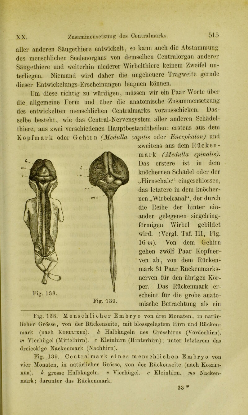 aller anderen Säugethiere entwickelt, so kann auch die Abstammung des menschlichen Seelenorgans von demselben Centralorgan anderer Säugethiere und weiterhin niederer Wirbelthiere keinem Zweifel un- terliegen. Niemand wird daher die ungeheuere Tragweite gerade dieser Entwickelungs-Erscheinungen leugnen können. Um diese richtig zu würdigen, müssen wir ein Paar Worte über die allgemeine Form und über die anatomische Zusammensetzung des entwickelten menschlichen Centralmarks vorausschicken. Das- selbe besteht, wie das Central-Nervensystem aller anderen Schädel- thiere, aus zwei verschiedenen Hauptbestandtheilen: erstens aus dem Kopfm a r k oder Gehirn (Medulla capitis oder Encephalon) und zweitens aus dem Rücken- m a r k (Medulla spinalis). Das erstere ist in dem knöchernen Schädel oder der „Hirnschale/1 eingeschlossen, das letztere in dem knöcher- nen „Wirbelcanal“, der durch die Reihe der hinter ein- ander gelegenen siegelring- förmigen Wirbel gebildet wird. (Vergl. Taf. III, Fig. 16 m). Von dem Gehirn gehen zwölf Paar Kopfner- ven ab, von dem Rücken- mark 31 Paar Rückenmarks- nerven für den übrigen Kör- per. Das Rückenmark er- scheint für die grobe anato- mische Betrachtung als ein Pig. 138. Menschlicher Embryo von drei Monaten, in natür- licher Grösse, von der Rückenseite, mit blossgelegtem Hirn und Rücken- mark (nach Koelliker). h Halbkugeln des Grosshirns (Vorderhirn), m Vierhügel (Mittelhirn), c Kleinhirn (Hinterhirn); unter letzterem das dreieckige Nackenmark (Nachhirn). Fig. 139. Centralmark eines menschlichen Embryo von vier Monaten, in natürlicher Grösse, von der Rückenseite (nach Koelli- ker). h grosse Halbkugeln, v Vierhügel, c Kleinhirn, mo Nacken- mark ; darunter das Rückenmark. 33 *