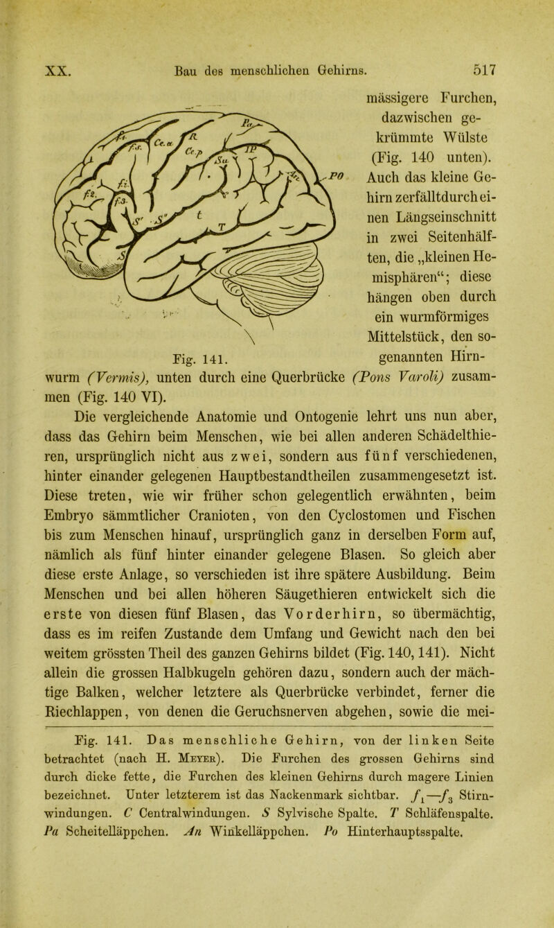 massigere Furchen, dazwischen ge- krümmte Wülste (Fig. 140 unten). Auch das kleine Ge- hirn zerfälltdurch ei- nen Längseinschnitt in zwei Seitenhälf- ten, die „kleinen He- misphären“ ; diese hängen oben durch ein wurmförmiges Mittelstück, den so- Fig. 141. genannten Hirn- wurm (Vermis), unten durch eine Querbrücke (Pons Varoli) zusam- men (Fig. 140 VI). Die vergleichende Anatomie und Ontogenie lehrt uns nun aber, dass das Gehirn beim Menschen, wie bei allen anderen Schädelthie- ren, ursprünglich nicht aus zwei, sondern aus fünf verschiedenen, hinter einander gelegenen Hauptbestandtheilen zusammengesetzt ist. Diese treten, wie wir früher schon gelegentlich erwähnten, beim Embryo sämmtlicher Cranioten, von den Cyclostomen und Fischen bis zum Menschen hinauf, ursprünglich ganz in derselben Form auf, nämlich als fünf hinter einander gelegene Blasen. So gleich aber diese erste Anlage, so verschieden ist ihre spätere Ausbildung. Beim Menschen und bei allen höheren Säugethieren entwickelt sich die erste von diesen fünf Blasen, das Vorderhirn, so übermächtig, dass es im reifen Zustande dem Umfang und Gewicht nach den bei weitem grössten Theil des ganzen Gehirns bildet (Fig. 140,141). Nicht allein die grossen Halbkugeln gehören dazu, sondern auch der mäch- tige Balken, welcher letztere als Querbrücke verbindet, ferner die Riechlappen, von denen die Geruchsnerven abgehen, sowie die mei- Fig. 141. Das menschliche Gehirn, von der linken Seite betrachtet (nach H. Meyer). Die Furchen des grossen Gehirns sind durch dicke fette, die Furchen des kleinen Gehirns durch magere Linien bezeichnet. Unter letzterem ist das Nackenmark sichtbar. fL—-fz Stirn- windungen. C Central Windungen. S Sylvische Spalte. T Schläfenspalte. Pa Scheitelläppchen. An Wihkelläppchen. Po Hinterhauptsspalte.
