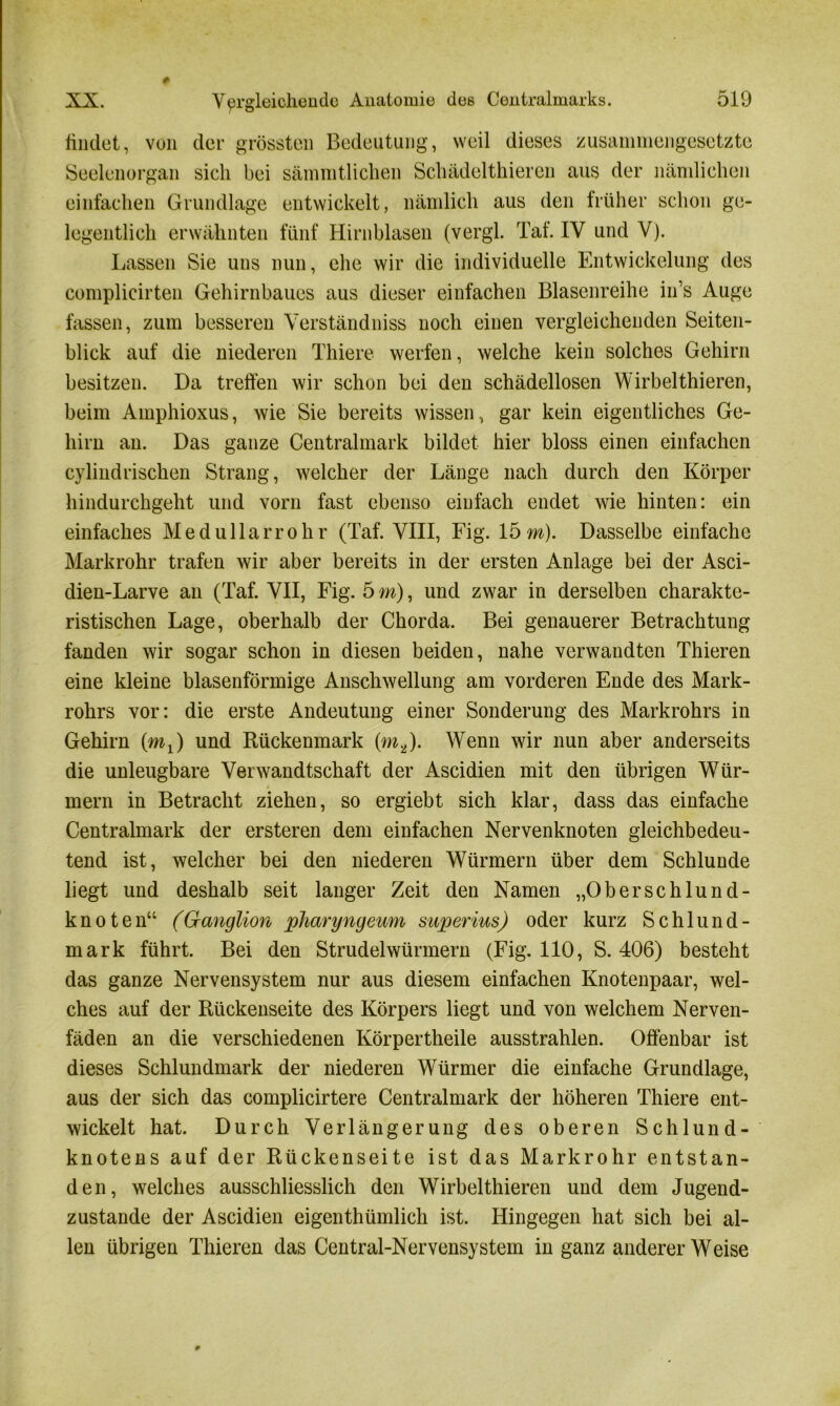 findet, von der grössten Bedeutung, weil dieses zusammengesetzte Seelenorgan sich bei sämmtlichen Schädelthieren aus der nämlichen einfachen Grundlage entwickelt, nämlich aus den früher schon ge- legentlich erwähnten fünf Hirnblasen (vergl. Taf. IV und V). Lassen Sie uns nun, ehe wir die individuelle Entwickelung des complieirten Gehirnbaues aus dieser einfachen Blasenreihe in’s Auge fassen, zum besseren Verständniss noch einen vergleichenden Seiten- blick auf die niederen Thiere werfen, welche kein solches Gehirn besitzen. Da treffen wir schon bei den schädellosen Wirbelthieren, beim Amphioxus, wie Sie bereits wissen, gar kein eigentliches Ge- hirn an. Das ganze Centralmark bildet hier bloss einen einfachen cylindrischen Strang, welcher der Länge nach durch den Körper hindurchgeht und vorn fast ebenso einfach endet wie hinten: ein einfaches Medullarrohr (Taf. VIII, Fig. 15m). Dasselbe einfache Markrohr trafen wir aber bereits in der ersten Anlage bei der Asci- dien-Larve an (Taf. VII, Fig. 5 m), und zwar in derselben charakte- ristischen Lage, oberhalb der Chorda. Bei genauerer Betrachtung fanden wir sogar schon in diesen beiden, nahe verwandten Thieren eine kleine blasenförmige Anschwellung am vorderen Ende des Mark- rohrs vor: die erste Andeutung einer Sonderung des Markrohrs in Gehirn (mx) und Rückenmark (m2). Wenn wir nun aber anderseits die unleugbare Verwandtschaft der Ascidien mit den übrigen Wür- mern in Betracht ziehen, so ergiebt sich klar, dass das einfache Centralmark der ersteren dem einfachen Nervenknoten gleichbedeu- tend ist, welcher bei den niederen Würmern über dem Schlunde liegt und deshalb seit langer Zeit den Namen „Oberschlund- knoten“ (Ganglion pharyngeum superius) oder kurz Schlund- mark führt. Bei den Strudelwürmern (Fig. 110, S. 406) besteht das ganze Nervensystem nur aus diesem einfachen Knotenpaar, wel- ches auf der Rückenseite des Körpers liegt und von welchem Nerven- fäden an die verschiedenen Körpertheile ausstrahlen. Offenbar ist dieses Schlundmark der niederen Würmer die einfache Grundlage, aus der sich das complicirtere Centralmark der höheren Thiere ent- wickelt hat. Durch Verlängerung des oberen Schlund- knotens auf der Rückenseite ist das Markrohr entstan- den, welches ausschliesslich den Wirbelthieren und dem Jugend- zustande der Ascidien eigenthümlich ist. Hingegen hat sich bei al- len übrigen Thieren das Central-Nervensystem in ganz andererWeise