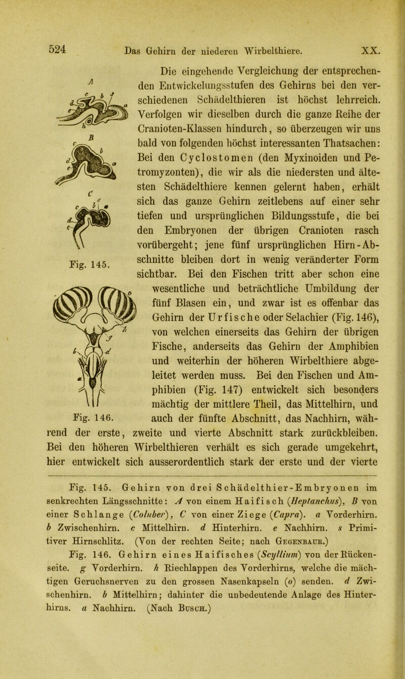 Die eingehende Vergleichung der entsprechen- den Entwickelungsstufen des Gehirns bei den ver- schiedenen Schädelthieren ist höchst lehrreich. Verfolgen wir dieselben durch die ganze Reihe der Cranioten-Klassen hindurch, so überzeugen wir uns bald von folgenden höchst interessanten Thatsachen: Bei den Cyclostomen (den Myxinoiden und Pe- tromyzonten), die wir als die niedersten und älte- sten Schädelthiere kennen gelernt haben, erhält sich das ganze Gehirn zeitlebens auf einer sehr tiefen und ursprünglichen Bildungsstufe, die bei den Embryonen der übrigen Cranioten rasch vorübergeht; jene fünf ursprünglichen Hirn-Ab- schnitte bleiben dort in wenig veränderter Form sichtbar. Bei den Fischen tritt aber schon eine ? wesentliche und beträchtliche Umbildung der fünf Blasen ein, und zwar ist es offenbar das Gehirn der U r f i s c h e oder Selachier (Fig. 146), von welchen einerseits das Gehirn der übrigen Fische, anderseits das Gehirn der Amphibien und weiterhin der höheren Wirbelthiere abge- leitet werden muss. Bei den Fischen und Am- phibien (Fig. 147) entwickelt sich besonders mächtig der mittlere Theil, das Mittelhirn, und Fig. 146. auch der fünfte Abschnitt, das Nachhirn, wäh- rend der erste, zweite und vierte Abschnitt stark Zurückbleiben. Bei den höheren Wirbelthieren verhält es sich gerade umgekehrt, hier entwickelt sich ausserordentlich stark der erste und der vierte Fig. 145. Gehirn von drei S chädelthier-Embry on en im senkrechten Längsschnitte: A von einem Haifisch (.Heptanchus), B von einer Schlange (Coluber), C von einer Ziege (Capra). a Vorderhirn. b Zwischenhirn, c Mittelhirn, d Hinterhirn, e Nachhirn, s Primi- tiver Hirnschlitz. (Von der rechten Seite; nach Gegenbaur.) Fig. 146. Gehirn ei nes Haifisches (Scy/lium) von der Rücken- seite. g Vorderhirn, h Riechlappen des Vorderhirns, welche die mäch- tigen Geruchsnerven zu den grossen Nasenkapseln (o) senden, d Zwi- schenhirn. b Mittelhirn; dahinter die unbedeutende Anlage des Hinter- hirns. a Nachhirn. (Nach Busch.) Fig. 145.