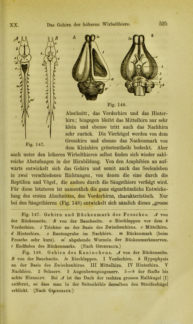 Fig. 148. Abschnitt, das Vorderhirn und das Hinter- hirn ; hingegen bleibt das Mittelhirn nur sehr klein und ebenso tritt auch das Nachhirn sehr zurück. Die Vierhügel werden von dem Grosshirn und ebenso das Nackenmark von dem Kleinhirn grösstentheils bedeckt. Aber auch unter den höheren Wirbelthieren selbst finden sich wieder zahl- reiche Abstufungen in der Hirnbildung. Von den Amphibien an auf- wärts entwickelt sich das Gehirn und somit auch das Seelenleben in zwei verschiedenen Richtungen, von denen die eine durch die Reptilien und Vögel, die andere durch die Säugethiere verfolgt wird. Für diese letzteren ist namentlich die ganz eigenthümliche Entwicke- lung des ersten Abschnittes, des Vorderhirns, charakteristisch. Nur bei den Säugethieren (Fig. 148) entwickelt sich nämlich dieses „grosse Fig. 147. Gehirn und Rückenmark des Frosches. A yon der Rückenseite. B yon der Bauchseite, a Riechlappen yor dem b Vorderhirn, i Trichter an der Basis des Zwischenhirns, c Mittelhirn. d, Hinterhirn. s Rautengrube im Nachhirn. m Rückenmark (beim Frosche sehr kurz), m' abgehende Wurzeln der Rückenmarksnerven. / Endfaden des Rückenmarks. (Nach Gegenbaue.) Fig. 148. Gehirn des Kaninchens. A von der Rückenseite. B yon der Bauchseite. Io Riechlappen. I Vorderhirn, h Hypophysis an der Basis des Zwischenhirns. III Mittelhirn. IV Hinterhirn. V Nachhirn. 2 Sehnerv. 3 Augenbewegungsnerv. 5 — 8 der fünfte bis achte Hirnnerv. Bei A ist das Dach der rechten grossen Halbkugel (I) entfernt, so dass man in der Seitenhöhle derselben den Streifenhügel erblickt. (Nach Gjjpenbaue.)