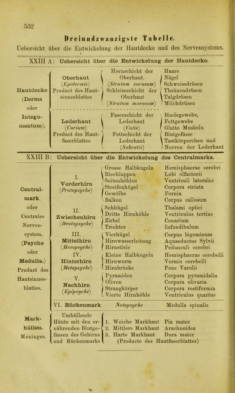 Dreiundzwanzigstc Tabelle. Uebersicht über die Entwickelung der Hautdecke und des Nervensystems. U XXIJI A: Uebersicht über die Entwickelung der Hautdecke. Hautdecke (Derma Oberhaut (,Epidermis) Product des Haut- sinnesblattes \ oder Integu- mentum). Lederhaut (Corium) Product des Haut- faserblattes Hornschicht der Oberhaut. (Stratum corneum) Schleimschicht der Oberhaut (Stratum mucosuni) Faserschicht der Lederhaut (Cutis) Fettschicht der Lederhaut (Subcutis) Haare i Nägel f Schweissdrüsen / Thränendrüsen \ Talgdrüsen / Milchdrüsen Bindegewebe, I Fettgewebe f Glatte Muskeln f Blutgefässe \ Tastkörperchen und / Nerven der Lederhaut XXIII B: Uebersicht über die Entwickelung des Centralmarks. I. Vorderhirn Central- (Protopsyche) mark oder Centrales Nerven- system. (Psyche oder Medulla.) Product des Hautsinnes- blattes. II. Zwischenhirn (Deutopsyche) III. Mittelhirn (Mesopsychc) IV. Hinterhirn (Metapsyche) V. Nachhirn (Epipsyche) S Grosse Halbkugeln Riechlappen Seitenhöhlen Streifenhügel Gewölbe v Balken ! Sehhügel Dritte Hirnhöhle Zirbel Trichter ! Vierhügel Hirnwasserleitung Hirn stiele / Kleine Halbkugeln j Hirnwurm ( Hirnbrücke ( Pyramiden Oliven ) Strangkörper [ Vierte Hirnhöhle Hemisphaerae cerebri Lobi olfactorii Ventriculi laterales Corpora striata Fornix Corpus callosum Thalami optici Ventriculus tertius Conarium Infun dibulum Corpus bigeminum Aquaeductus Sylvii Peduuculi cerebri Hemisphaerae cerebelli Vermis cerebelli Pons Varolii Corpora pyramidalia Corpora olivaria Corpora restiformia Ventriculus quartus Mark- hüllen. Meninges. VI. Rückenmark Notopsyche Medulla spinalis ( Umhüllende ( I Häute mit deu er- I 1. Weiche Markhaut Pia mater { nährenden Blutge-< 2. Mittlere Markhaut Arachnoidea I fassen des Gehirns I 3. Harte Markhaut Dura mater l und Rückenmarks \ (Producte des Hautfaserblattes)