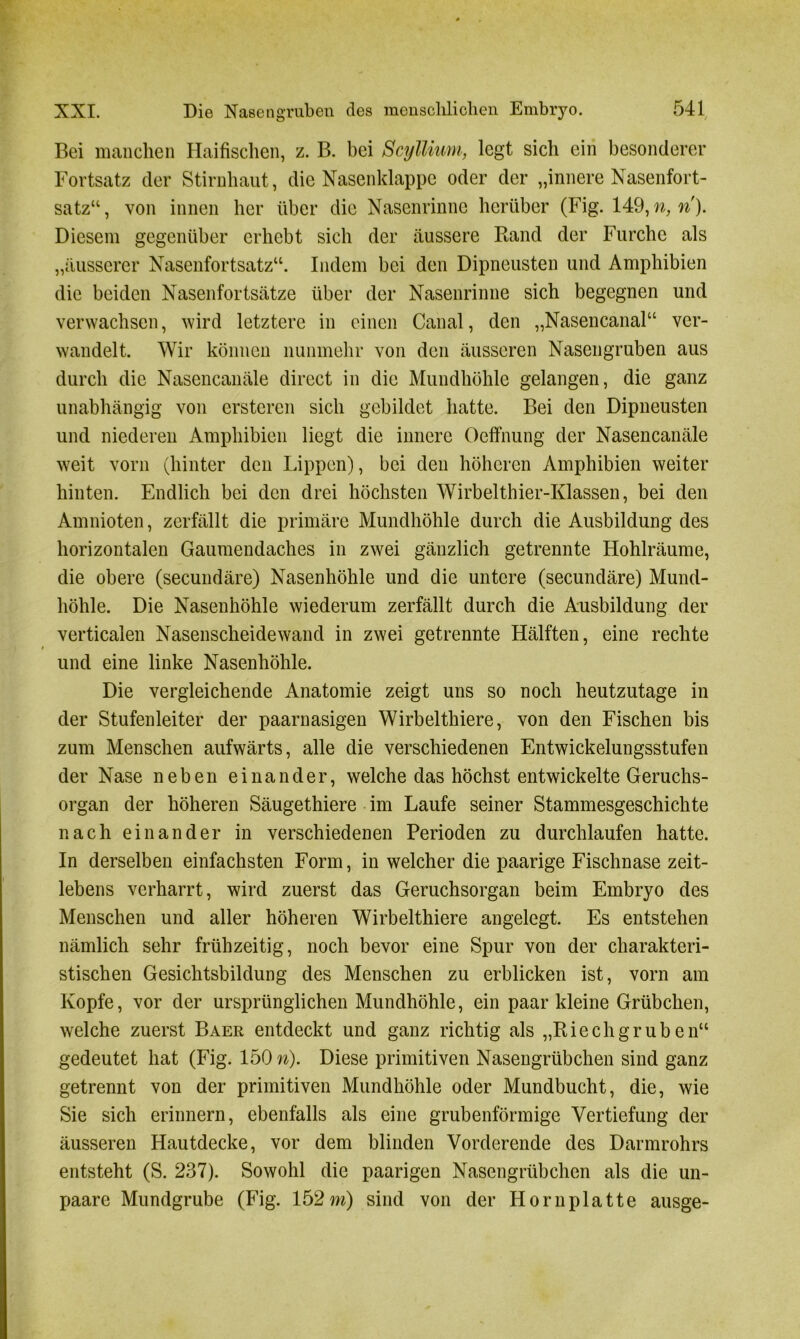 Bei manchen Haifischen, z. B. bei Scyllium, legt sich ein besonderer Fortsatz der Stirnhaut, die Nasenklappe oder der „innere Nasenfort- satz“ , von innen her über die Nasenrinne herüber (Fig. 149, n, n). Diesem gegenüber erhebt sich der äussere Rand der Furche als „äusserer Nasenfortsatz“. Indem bei den Dipneusten und Amphibien die beiden Nasenfortsätze über der Nasenrinne sich begegnen und verwachsen, wird letztere in einen Canal, den „Nasencanal“ ver- wandelt. Wir können nunmehr von den äusseren Nasengruben aus durch die Nasencanäle direct in die Mundhöhle gelangen, die ganz unabhängig von ersteren sich gebildet hatte. Bei den Dipneusten und niederen Amphibien liegt die innere Oeffnung der Nasencanäle weit vorn (hinter den Lippen), bei den höheren Amphibien weiter hinten. Endlich bei den drei höchsten Wirbelthier-Klassen, bei den Amnioten, zerfällt die primäre Mundhöhle durch die Ausbildung des horizontalen Gaumendaches in zwei gänzlich getrennte Hohlräume, die obere (secundäre) Nasenhöhle und die untere (secundäre) Mund- höhle. Die Nasenhöhle wiederum zerfällt durch die Ausbildung der verticalen Nasenscheidewand in zwei getrennte Hälften, eine rechte und eine linke Nasenhöhle. Die vergleichende Anatomie zeigt uns so noch heutzutage in der Stufenleiter der paarnasigen Wirbelthiere, von den Fischen bis zum Menschen aufwärts, alle die verschiedenen Entwickelungsstufen der Nase neben einander, welche das höchst entwickelte Geruchs- organ der höheren Säugethiere im Laufe seiner Stammesgeschichte nach einander in verschiedenen Perioden zu durchlaufen hatte. In derselben einfachsten Form, in welcher die paarige Fischnase zeit- lebens verharrt, wird zuerst das Geruchsorgan beim Embryo des Menschen und aller höheren Wirbelthiere angelegt. Es entstehen nämlich sehr frühzeitig, noch bevor eine Spur von der charakteri- stischen Gesichtsbildung des Menschen zu erblicken ist, vorn am Kopfe, vor der ursprünglichen Mundhöhle, ein paar kleine Grübchen, welche zuerst Baer entdeckt und ganz richtig als „Riechgruben“ gedeutet hat (Fig. 150 n). Diese primitiven Nasengrübchen sind ganz getrennt von der primitiven Mundhöhle oder Mundbucht, die, wie Sie sich erinnern, ebenfalls als eine grubenförmige Vertiefung der äusseren Hautdecke, vor dem blinden Vorderende des Darmrohrs entsteht (S. 237). Sowohl die paarigen Nasengrübchen als die un- paare Mundgrube (Fig. 152m) sind von der Hornplatte ausge-