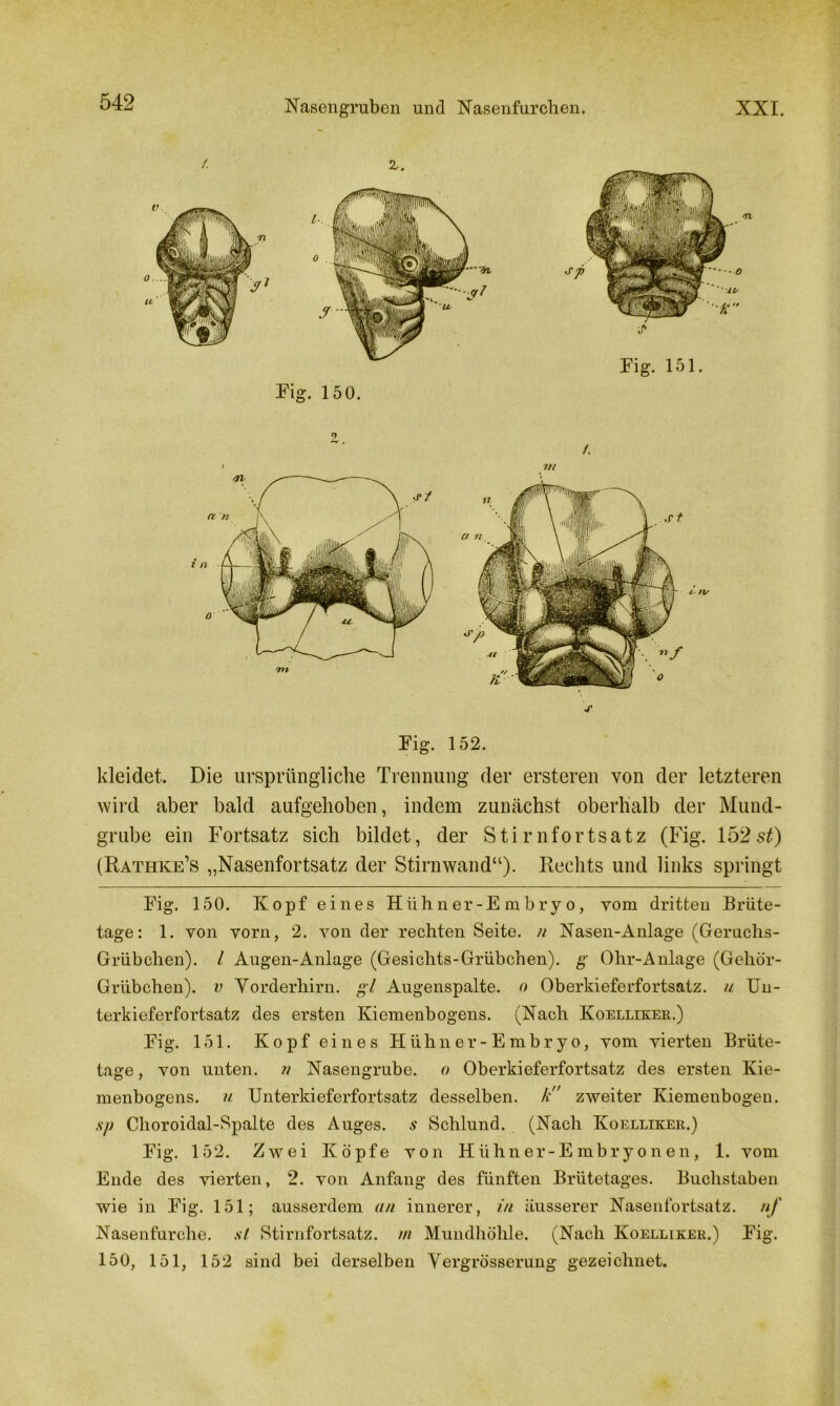 (■ z. Fig. 150. Fig. 151. Fig. 152. kleidet. Die ursprüngliche Trennung der ersteren von der letzteren wird aber bald aufgehoben, indem zunächst oberhalb der Mund- grube ein Fortsatz sich bildet, der Stirnfortsatz (Fig. 152 st) (Rathke’s „Nasenfortsatz der Stirnwand“). Rechts und links springt Fig. 150. Kopf eines Hühner-Embryo, yom dritten Brüte- tage: 1. von vorn, 2. von der rechten Seite, n Nasen-Anlage (Geruchs- Grübchen). I Augen-Anlage (Gesichts-Grübchen), g Ohr-Anlage (Gehör- Grübchen). v Vorderhirn, gl Augenspalte, o Oberkieferfortsatz. u Un- terkieferfortsatz des ersten Kiemenbogens. (Nach Koelliker.) Fig. 151. Kopf eines Hühner-Embryo, vom vierten Brüte- tage , von unten, n Nasengrube, o Oberkieferfortsatz des ersten Kie- menbogens. u Unterkieferfortsatz desselben, k zweiter Kiemenbogen. sp Choroidal-Spalte des Auges, s Schlund. (Nach Koellixer.) Fig. 152. Zwei Köpfe von Hühner-Embryonen, 1. vom Ende des vierten, 2. von Anfang des fünften Brütetages. Buchstaben wie in Fig. 151; ausserdem an innerer, in äusserer Nasenfortsatz, nf Nasenfurche, st Stirnfortsatz. /// Mundhöhle. (Nach Koellixer.) Fig. 150, 151, 152 sind bei derselben Vergrösserung gezeichnet.