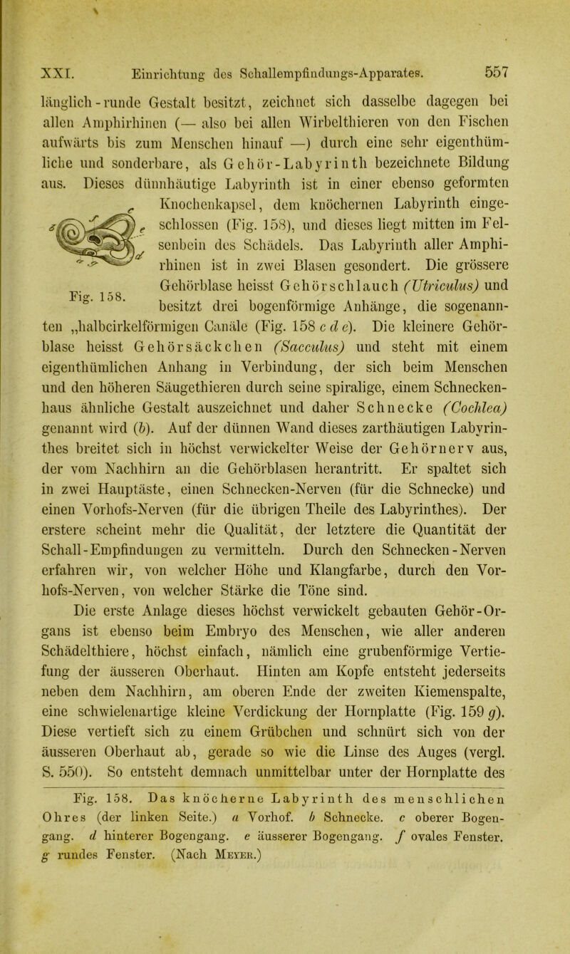 Fig. 158. länglich - runde Gestalt besitzt, zeichnet sich dasselbe dagegen bei allen Amphirhinen (— also bei allen Wirbelthieren von den Fischen aufwärts bis zum Menschen hinauf —) durch eine sehr eigentüm- liche und sonderbare, als Gehör-Labyrinth bczeichnete Bildung aus. Dieses dünnhäutige Labyrinth ist in einer ebenso geformten Knochenkapsel, dem knöchernen Labyrinth einge- schlossen (Fig. 158), und dieses liegt mitten im Fel- senbein des Schädels. Das Labyrinth aller Amphi- rhinen ist in zwei Blasen gesondert. Die grössere Gehörblase heisst Gehör schlauch (Utriculus) und besitzt drei bogenförmige Anhänge, die sogenann- ten „halbcirkelförmigen Canäle (Fig. 158 c d c). Die kleinere Gehör- blase heisst Gehörsäckchen (Sacculus) und steht mit einem eigenthümlichen Anhang in Verbindung, der sich beim Menschen und den höheren Säugethieren durch seine spiralige, einem Schnecken- haus ähnliche Gestalt auszeichnet und daher Schnecke (Cochlea) genannt wird (h). Auf der dünnen Wand dieses zarthäutigen Labyrin- thes breitet sich in höchst verwickelter Weise der Gehörnerv aus, der vom Nachhirn an die Gehörblasen herantritt. Er spaltet sich in zwei Hauptäste, einen Schnecken-Nerven (für die Schnecke) und einen Vorhofs-Nerven (für die übrigen Theile des Labyrinthes). Der erstere scheint mehr die Qualität, der letztere die Quantität der Schall-Empfindungen zu vermitteln. Durch den Schnecken-Nerven erfahren wir, von welcher Höhe und Klangfarbe, durch den Vor- hofs-Nerven, von welcher Stärke die Töne sind. Die erste Anlage dieses höchst verwickelt gebauten Gehör-Or- gans ist ebenso beim Embryo des Menschen, wie aller anderen Schädelthiere, höchst einfach, nämlich eine grubenförmige Vertie- fung der äusseren Oberhaut. Hinten am Kopfe entsteht jederseits neben dem Nachhirn, am oberen Ende der zweiten Kiemenspalte, eine schwielenartige kleine Verdickung der Hornplatte (Fig. 159 g). Diese vertieft sich zu einem Grübchen und schnürt sich von der äusseren Oberhaut ab, gerade so wie die Linse des Auges (vergl. S. 550). So entsteht demnach unmittelbar unter der Hornplatte des Fig. 158. Das knöcherne Labyrinth des menschlichen Ohres (der linken Seite.) a Vorhof. b Schnecke, c oberer Bogen- gang. d hinterer Bogengang, e äusserer Bogengang, f ovales Fenster. g rundes Fenster. (Nach Meyer.)