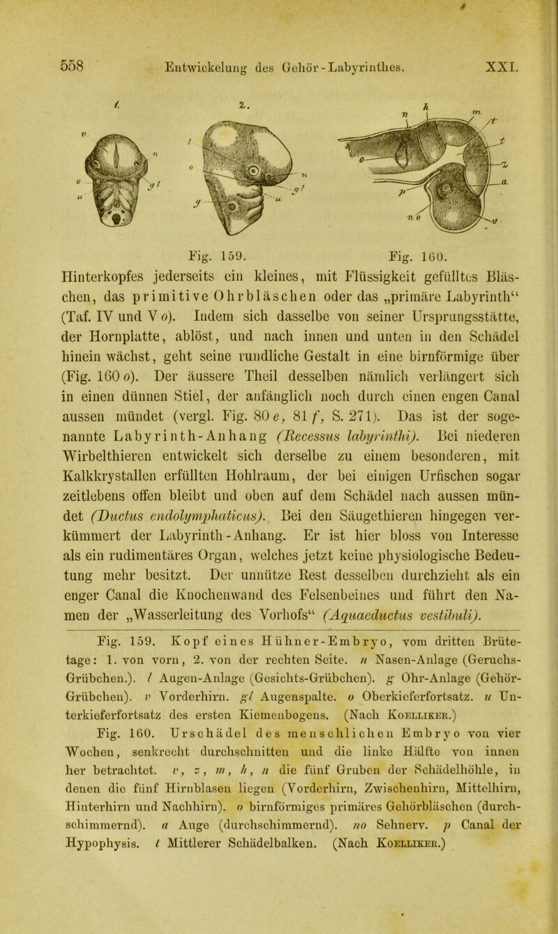 Eig. 159. Eig. 160. Hinterkopfes jederseits ein kleines, mit Flüssigkeit gefülltes Bläs- chen , das primitive Ohrbläschen oder das „primäre Labyrinth1 ‘ (Taf. IV und V o). Indem sich dasselbe von seiner Ursprungsstätte, der Hornplatte, ablöst, und nach innen und unten in den Schädel hinein wächst, geht seine rundliche Gestalt in eine bimförmige über (Fig. 160 o). Der äussere Theil desselben nämlich verlängert sich in einen dünnen Stiel, der anfänglich noch durch einen engen Canal aussen mündet (vergl. Fig. 80 e, 81 f, S. 271). Das ist der soge- nannte Labyrinth-Anhang (Recessus labyrinthi). Bei niederen Wirbelthieren entwickelt sich derselbe zu einem besonderen, mit Kalkkrystallen erfüllten Hohlraum, der bei einigen Umsehen sogar zeitlebens offen bleibt und oben auf dem Schädel nach aussen mün- det (Ductus endolymphaticus). Bei den Säugethieren hingegen ver- kümmert der Labyrinth-Anhang. Er ist hier bloss von Interesse als ein rudimentäres Organ, welches jetzt keine physiologische Bedeu- tung mehr besitzt. Der unnütze Rest desselben durchzieht als ein enger Canal die Knochenwand des Felsenbeines und führt den Ka- men der „Wasserleitung des Vorhofs“ (Aquaeductus vestibuli). Eig. 159. Kopf eines Hühner-Embryo, vom dritten Brüte- tage: 1. von vorn, 2. von der rechten Seite, n Nasen-Anlage (Geruchs- Grübchen.). / Augen-Anlage (Gesichts-Grübchen), g Ohr-Anlage (Gehör- Grübchen). v Vorderhirn, gl Augenspalte, o Oberkieferfortsatz, u Un- terkieferfortsatz des ersten Kiemenbogens, (Nach Koelllker.) Eig. 160. Urschadet des menschlichen Embryo von vier Wochen, senkrecht durchschnitten und die linke Hälfte von innen her betrachtet, v, z, m, //, n die fünf Gruben der Schädelhöhle, in denen die fünf Hirnblasen liegen (Vorderhirn, Zwischenhirn, Mittelhirn, Hinterhirn und Nachhirn), o bimförmiges primäres Gehörbläschen (durch- schimmernd). a Auge (durchschimmernd), no Sehnerv, y Canal der Hypophysis. I Mittlerer Schädelbalken. (Nach Koelleker.)