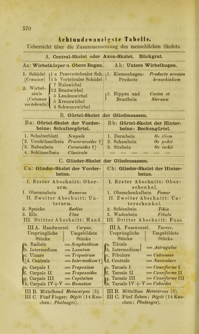 A c 1i t li n <! / » a ii z i g s t c T a b e 11 c. Uebersicht über die Zusammensetzung des menschlichen Skelets. A. Central-Skelet oder Axen-Skelet. Rückgrat. Aa: Wirbelkörperu. Obere Bogen. Ab: Untere Wirbelbogen. 1. Schädel 1 a Praevertebraler Sch. jl. Kiemenbogen- 1 Producte Producta arcuurn (Cranium) 2. Wirbel- , 1 b Vertebraler Schädel f 7 Halswirbel 12 Brustwirbel branchialium säule J 5 Lendenwirbel i2. Hippen und Costae et (Columna vertebralis)\ 5 Kreuzwirbel i 4 Schwanzwirbel 1 Brustbein Sternum B. Gürtel-Skelet der Gliedmaassen. Ba: Gürtel-Skelet der Vorder- beine: Schultergürtel. Bb: Gürtel-Skelet der Hinter- beine: Beckengürtel. 1. Schulterblatt Scapula [2. Urschlüsselbein Procoracoides f] [3. Babenbein Coracoides f] 4. Schlüsselbein C/avicula 1. Darmbein Os itium 2. Schambein Os pubis 3. Sitzbein Os ischii C. Glieder-Skelet der Gliedmaassen. Ca: Glieder-Skelet der Vorder- beine. C b: Glieder-Skelet der Hinter- beine. I. Erster Abschnitt: Ober- arm. 1. Oberarmbein Humerus II. Zweiter Abschnitt: Un- terarm. 2. Speiche Radius 3. Elle Ulna III. Dritter Ab schnitt: Hand. I. Erster Abschnitt: Ober- schenkel. 1. Oberschenkelbein Femur II. Zweiter Abschnitt: Un- terschenkel. 2. Schienbein Tibia 3. Wadenbein Fibula III. Dritter Abschnitt: Fuss. IIIA. Handwurzel. Carpus. Ursprüngliche Umgebildete Stücke Stücke la. Badiale = Scaphoideum Jb. Intermedium = Lunatum Ic. Ulnare = Triquetrum l[d. Centrale = Inter medium /e. Carpale I = Trapezium Jf. Carpale II = Trapezoides ig. Carpale III — Capitatum lh. Carpale IV-J-V = Hamatum IIIA. Fusswurzel. Tarsus. Ursprüngliche Umgebildete Stücke Stücke /a. Tibiale j , Jb. Intermedium I = .4slragal«s Ic. Fibulare = Calcuneus (d. Centrale = Naviculare ie. Tarsale I = Cuneiforme I If. Tarsale II = Cuneiforme II |g. Tarsale III = Cuneiforme III (h. Tarsale IV -|- V = Cuboides III B. Mittelhand Metacarpus (5). III C. Fünf Finger; Digiti (14 Kno- chen : P/ialanges). III B. Mittelfuss Metatarsus (5). III C. Fünf Zehen; Digiti (14 Kno- chen : Pbalanges).