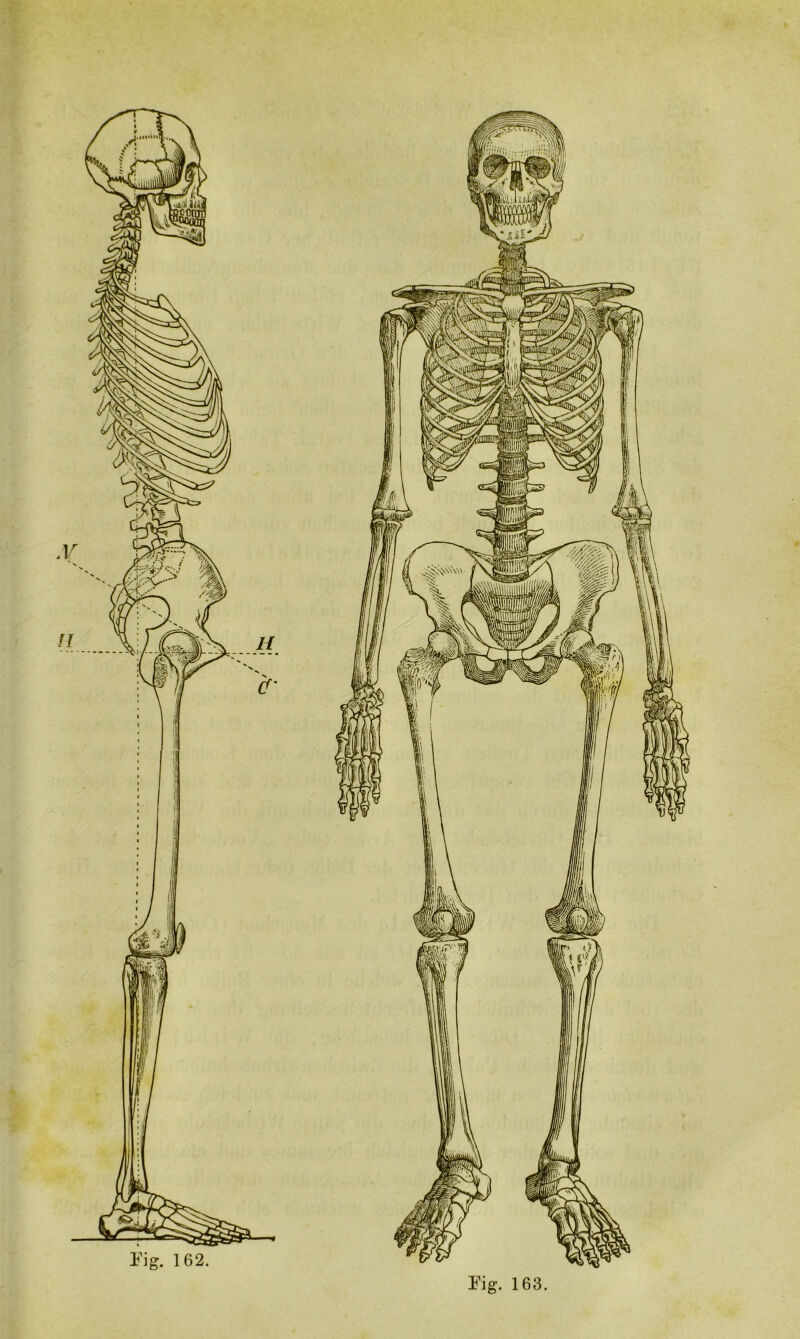 Eig. 163