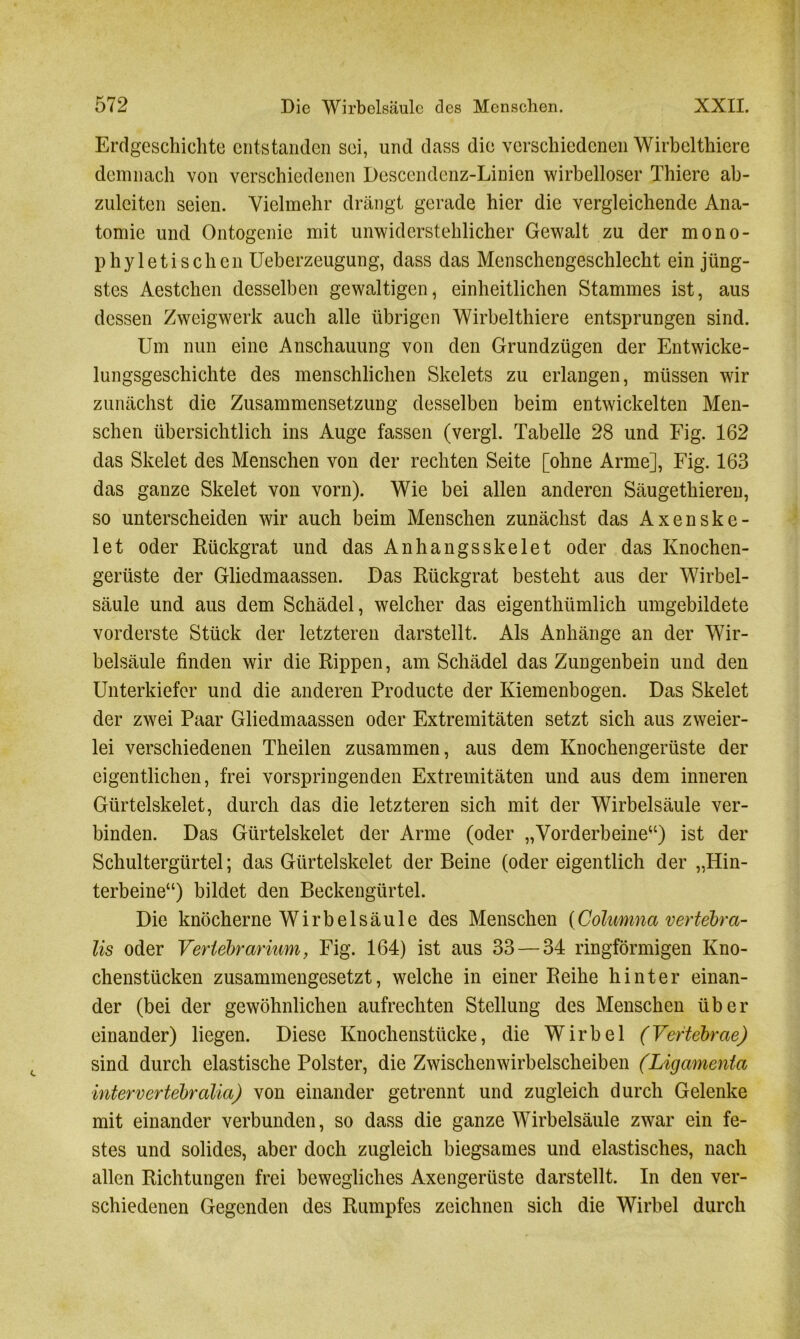 Erdgeschichte entstanden sei, und dass die verschiedenen Wirbelthiere demnach von verschiedenen Descendenz-Linien wirbelloser Thiere ab- zuleiten seien. Vielmehr drängt gerade hier die vergleichende Ana- tomie und Ontogenie mit unwiderstehlicher Gewalt zu der mono- phyletisehen Ueberzeugung, dass das Menschengeschlecht ein jüng- stes Aestchen desselben gewaltigen, einheitlichen Stammes ist, aus dessen Zweigwerk auch alle übrigen Wirbelthiere entsprungen sind. Um nun eine Anschauung von den Grundzügen der Entwicke- lungsgeschichte des menschlichen Skelets zu erlangen, müssen wir zunächst die Zusammensetzung desselben beim entwickelten Men- schen übersichtlich ins Auge fassen (vergl. Tabelle 28 und Fig. 162 das Skelet des Menschen von der rechten Seite [ohne Arme], Fig. 163 das ganze Skelet von vorn). Wie bei allen anderen Säugethieren, so unterscheiden wir auch beim Menschen zunächst das Axenskc- let oder Rückgrat und das Anhangsskelet oder das Knochen- gerüste der Gliedmaassen. Das Rückgrat besteht aus der Wirbel- säule und aus dem Schädel, welcher das eigenthiimlick umgebildete vorderste Stück der letzteren darstellt. Als Anhänge an der Wir- belsäule finden wir die Rippen, am Schädel das Zungenbein und den Unterkiefer und die anderen Producte der Kiemenbogen. Das Skelet der zwei Paar Gliedmaassen oder Extremitäten setzt sich aus zweier- lei verschiedenen Theilen zusammen, aus dem Knochengerüste der eigentlichen, frei vorspringenden Extremitäten und aus dem inneren Gürtelskelet, durch das die letzteren sich mit der Wirbelsäule ver- binden. Das Gürtelskelet der Arme (oder „Vorderbeine“) ist der Schultergürtel; das Gürtelskelet der Beine (oder eigentlich der „Hin- terbeine“) bildet den Beckengürtel. Die knöcherne Wirbelsäule des Menschen (Columna vertebra- lis oder Vertebrarium, Fig. 164) ist aus 33 — 34 ringförmigen Kno- chenstücken zusammengesetzt, welche in einer Reihe hinter einan- der (bei der gewöhnlichen aufrechten Stellung des Menschen über einander) liegen. Diese Knochenstücke, die Wirbel (Vertebrae) sind durch elastische Polster, die Zwischenwirbelscheiben (Ligamenta intervertebralia) von einander getrennt und zugleich durch Gelenke mit einander verbunden, so dass die ganze Wirbelsäule zwar ein fe- stes und solides, aber doch zugleich biegsames und elastisches, nach allen Richtungen frei bewegliches Axengerüste darstellt. In den ver- schiedenen Gegenden des Rumpfes zeichnen sich die Wirbel durch