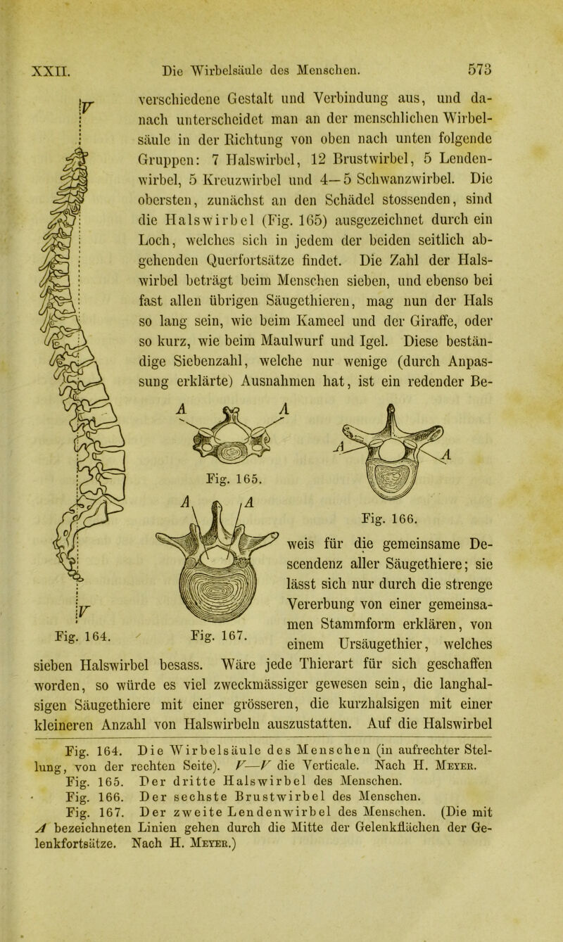 w Fig. 164. verschiedene Gestalt und Verbindung aus, und da- nach unterscheidet man an der menschlichen Wirbel- säule in der Richtung von oben nach unten folgende Gruppen: 7 Halswirbel, 12 Brustwirbel, 5 Lenden- wirbel, 5 Kreuzwirbel und 4—5 Schwanzwirbel. Die obersten, zunächst an den Schädel stossenden, sind die Halswirbel (Fig. 165) ausgezeichnet durch ein Loch, welches sich in jedem der beiden seitlich ab- gehenden Querfortsätze findet. Die Zahl der Hals- wirbel beträgt beim Menschen sieben, und ebenso bei fast allen übrigen Säugethieren, mag nun der Hals so lang sein, wie beim Kameel und der Giraffe, oder so kurz, wie beim Maulwurf und Igel. Diese bestän- dige Siebenzahl, welche nur wenige (durch Anpas- sung erklärte) Ausnahmen hat, ist ein redender Be- A / Fig. 167. Fig. 165. Fig. 166. weis für die gemeinsame De- scendenz aller Säugethiere; sie lässt sich nur durch die strenge Vererbung von einer gemeinsa- men Stammform erklären, von einem Ursäugethier, welches sieben Halswirbel besass. Wäre jede Thierart für sich geschaffen worden, so würde es viel zweckmässiger gewesen sein, die langhal- sigen Säugethiere mit einer grösseren, die kurzhalsigen mit einer kleineren Anzahl von Halswirbeln auszustatten. Auf die Halswirbel Fig. 164. Die Wirbelsäule des Menschen (in aufrechter Stel- lung, von der rechten Seite). V—V die Verticale. Xacli H. Meyer. Fig. 165. Der dritte Halswirbel des Menschen. Fig. 166. Der sechste Brustwirbel des Menschen. Fig. 167. Der zweite Len denwirbel des Menschen. (Die mit A bezeichneten Linien gehen durch die Mitte der Gelenkilächen der Ge- lenkfortsätze. Nach H. Meyer.)