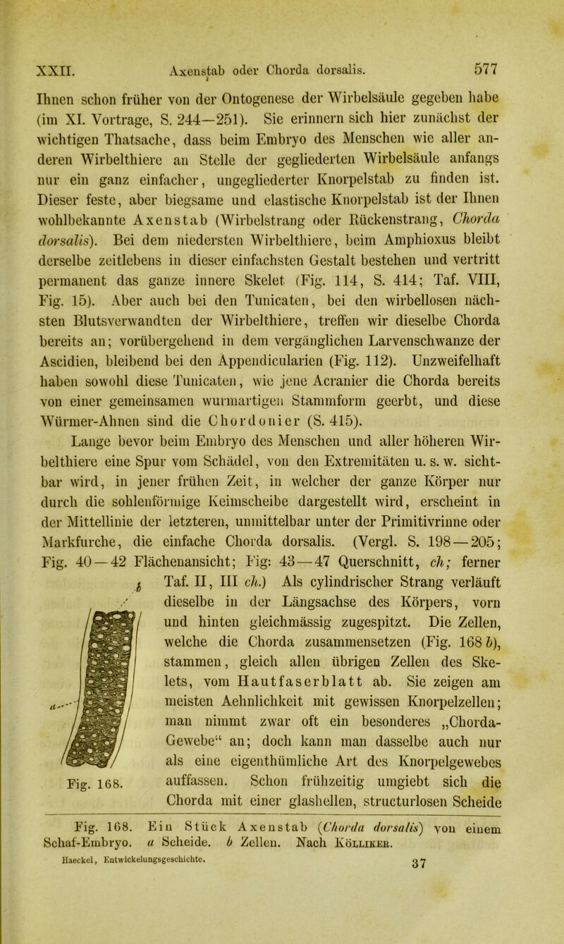 Ihnen schon früher von der Ontogenese der Wirbelsäule gegeben habe (im XI. Vortrage, S. 244—251). Sie erinnern sich hier zunächst der wichtigen Thatsache, dass beim Embryo des Menschen wie aller an- deren Wirbelthiere an Stelle der gegliederten Wirbelsäule anfangs nur ein ganz einfacher, ungegliederter Knorpelstab zu finden ist. Dieser feste, aber biegsame und elastische Knorpelstab ist der Ihnen wohlbekannte Axenstab (Wirbelstrang oder Rückenstrang, Chorda dorsalis). Bei dem niedersten Wirbelthiere, beim Amphioxus bleibt derselbe zeitlebens in dieser einfachsten Gestalt bestehen und vertritt permanent das ganze innere Skelet (Fig. 114, S. 414; Taf. VIII, Fig. 15). Aber auch bei den Tunicaten, bei den wirbellosen näch- sten Blutsverwandten der Wirbelthiere, treffen wir dieselbe Chorda bereits an; vorübergehend in dem vergänglichen Larvenschwanze der Ascidien, bleibend bei den Appendicularien (Fig. 112). Unzweifelhaft haben sowohl diese Tunicaten, wie jene Acranier die Chorda bereits von einer gemeinsamen wurmartigen Stammform geerbt, und diese Würmer-Ahnen sind die C h o r d o n i e r (S. 415). Lange bevor beim Embryo des Menschen und aller höheren Wir- belthiere eine Spur vom Schädel, von den Extremitäten u. s. w. sicht- bar wird, in jener frühen Zeit, in welcher der ganze Körper nur durch die sohlenförmige Keimscheibe dargestellt wird, erscheint in der Mittellinie der letzteren, unmittelbar unter der Primitivrinne oder Markfurche, die einfache Chorda dorsalis. (Vergl. S. 198 — 205; Fig. 40 — 42 Flächenansicht; Fig: 43 — 47 Querschnitt, ch; ferner $ Taf. II, III ch.) Als cylindrischer Strang verläuft dieselbe in der Längsachse des Körpers, vorn und hinten gleichmässig zugespitzt. Die Zellen, welche die Chorda zusammensetzen (Fig. 168 6), stammen, gleich allen übrigen Zellen des Ske- lets, vom Hautfaserblatt ab. Sie zeigen am meisten Aehnlichkeit mit gewissen Knorpelzellen; man nimmt zwar oft ein besonderes „Chorda- Gewebe“ an; doch kann man dasselbe auch nur als eine eigenthümliche Art des Knorpelgewebes auffassen. Schon frühzeitig umgiebt sich die Chorda mit einer glashellen, structurlosen Scheide Fig. 168. Fig. 168. Ein Stück Axenstab (Chorda dorsalis) von einem Schaf-Embryo, a Scheide, b Zellen. Nach Kö luxer. Haeckel, Entwickelungsgeschichte. g y