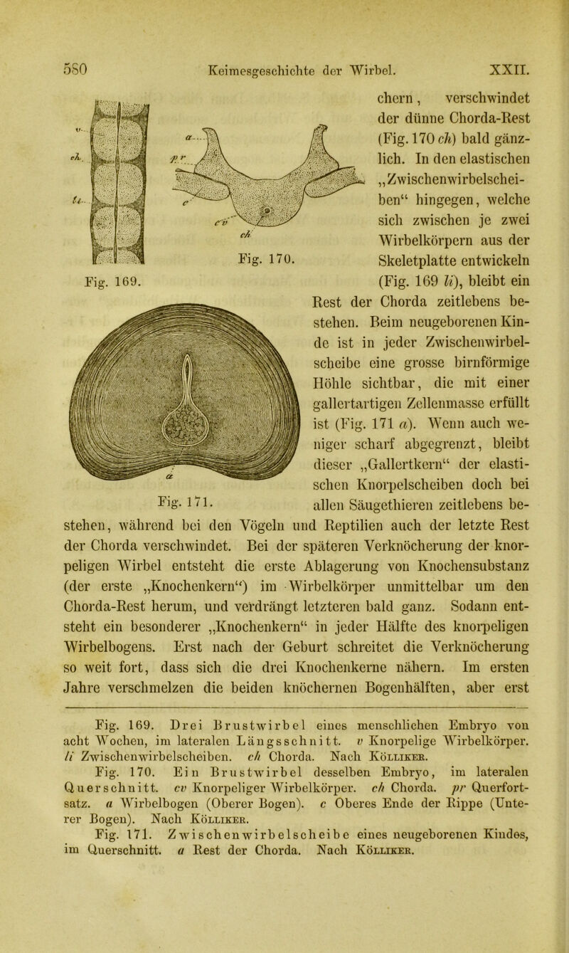 ehern, verschwindet der dünne Chorda-Rest (Fig. 170 cli) bald gänz- lich. In den elastischen „Zwischenwirbelschei- ben“ hingegen, welche sich zwischen je zwei Wirbelkörpern aus der Fig. 170. Skeletplatte entwickeln Fig. 169. (Fig. 169 li), bleibt ein Rest der Chorda zeitlebens be- stehen. Beim neugeborenen Kin- de ist in jeder Zwischenwirbel- scheibe eine grosse bimförmige Höhle sichtbar, die mit einer gallertartigen Zellenmasse erfüllt ist (Fig. 171 a). Wenn auch we- niger scharf abgegrenzt, bleibt dieser „Gallertkern“ der elasti- schen Knorpelscheiben doch bei Fig- 171. allen Säugethieren zeitlebens be- stehen, während bei den Vögeln und Reptilien auch der letzte Rest der Chorda verschwindet. Bei der späteren Verknöcherung der knor- peligen Wirbel entsteht die erste Ablagerung von Knochensubstanz (der erste „Knochenkern“) im Wirbelkörper unmittelbar um den Chorda-Rest herum, und verdrängt letzteren bald ganz. Sodann ent- steht ein besonderer „Knochenkern“ in jeder Hälfte des knorpeligen Wirbelbogens. Erst nach der Geburt schreitet die Verknöcherung so weit fort, dass sich die drei Knochenkerne nähern. Im ersten Jahre verschmelzen die beiden knöchernen Bogenhälften, aber erst Fig. 169. Brei Brustwirbel eines menschlichen Embryo von acht Wochen, im lateralen Längsschnitt, v Knorpelige Wirbelkörper. li Zwischenwirbelscheiben, ch Chorda. Nach Kölliker. Fig. 170. Ein Brustwirbel desselben Embryo, im lateralen Querschnitt, cv Knorpeliger Wirbelkörper, ch Chorda, pr Querfort- satz. a Wirbelbogen (Oberer Bogen), c Oberes Ende der Rippe (Unte- rer Bogen). Nach Kölliker. Fig. 171. Zwischen wirb eischeibe eines neugeborenen Kindes, im Querschnitt, a Rest der Chorda. Nach Kölliker.