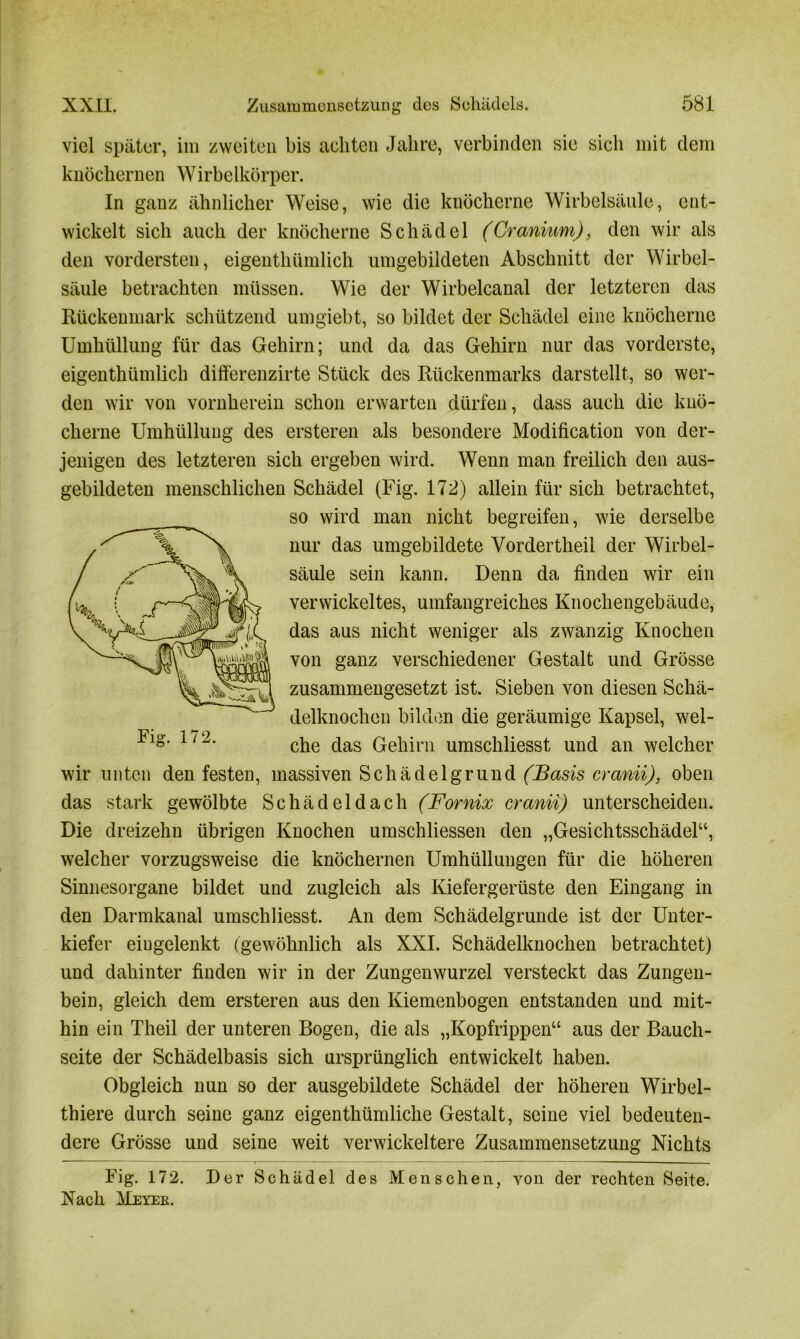 viel später, im zweiten bis achten Jahre, verbinden sie sich mit dem knöchernen Wirbelkörper. In ganz ähnlicher Weise, wie die knöcherne Wirbelsäule, ent- wickelt sich auch der knöcherne Schädel (Cranium), den wir als den vordersten, eigentümlich umgebildeten Abschnitt der Wirbel- säule betrachten müssen. Wie der Wirbelcanal der letzteren das Rückenmark schützend umgiebt, so bildet der Schädel eine knöcherne Umhüllung für das Gehirn; und da das Gehirn nur das vorderste, eigentümlich differenzirte Stück des Rückenmarks darstellt, so wer- den wir von vornherein schon erwarten dürfen, dass auch die knö- cherne Umhüllung des ersteren als besondere Modification von der- jenigen des letzteren sich ergeben wird. Wenn man freilich den aus- gebildeten menschlichen Schädel (Fig. 172) allein für sich betrachtet, so wird man nicht begreifen, wie derselbe nur das umgebildete Vorderteil der Wirbel- säule sein kann. Denn da finden wir ein verwickeltes, umfangreiches Knochengebäude, das aus nicht weniger als zwanzig Knochen von ganz verschiedener Gestalt und Grösse zusammengesetzt ist. Sieben von diesen Schä- delknochen bilden die geräumige Kapsel, wel- che das Gehirn umschliesst und an welcher wir unten den festen, massiven Schädelgrund (Basis cranii), oben das stark gewölbte Schädeldach (Fornix cranii) unterscheiden. Die dreizehn übrigen Knochen umschliessen den „Gesichtsschädel“, welcher vorzugsweise die knöchernen Umhüllungen für die höheren Sinnesorgane bildet und zugleich als Kiefergerüste den Eingang in den Darmkanal umschliesst. An dem Schädelgrunde ist der Unter- kiefer eiugelenkt (gewöhnlich als XXI. Schädelknochen betrachtet) und dahinter finden wir in der Zungenwurzel versteckt das Zungen- bein, gleich dem ersteren aus den Kiemenbogen entstanden und mit- hin ein Theil der unteren Bogen, die als „Kopfrippen“ aus der Bauch- seite der Schädelbasis sich ursprünglich entwickelt haben. Obgleich nun so der ausgebildete Schädel der höheren Wirbel- thiere durch seine ganz eigenthümliche Gestalt, seine viel bedeuten- dere Grösse und seine weit verwickeltere Zusammensetzung Nichts Fig. 172. Der Schädel des Menschen, von der rechten Seite. Nach Meyer.