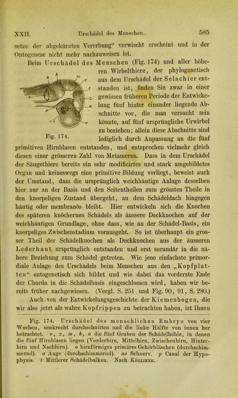 setze der abgekürzten Vererbung“ verwischt erscheint und in der Ontogenese nicht mehr nachzuweisen ist. Beim Urschädel des Menschen (Fig. 174) und aller höhe- ren Wirbelthiere, der phylogenetisch aus dem Urschädel der Selachier ent- standen ist, finden Sie zwar in einer gewissen früheren Periode der Entwicke- lung fünf hinter einander liegende Ab- schnitte vor, die man versucht sein könnte, auf fünf ursprüngliche Urwirbel zu beziehen; allein diese Abschnitte sind lediglich durch Anpassung an die fünf primitiven Hirnblasen entstanden, und entsprechen vielmehr gleich diesen einer grösseren Zahl von Metameren. Dass in dem Urschädel der Säugethiere bereits ein sehr modificirtes und stark umgebildetes Organ und keineswegs eine primitive Bildung vorliegt, beweist auch der Umstand, dass die ursprünglich weichhäutige Anlage desselben hier nur an der Basis und den Seitentheilen zum grössten Theile in den knorpeligen Zustand übergeht, an dem Schädeldach hingegen häutig oder membranös bleibt. Hier entwickeln sich die Knochen des späteren knöchernen Schädels als äussere Deckknochen auf der weichhäutigen Grundlage, ohne dass, wie an der Schädel-Basis, ein knorpeliges Zwischenstadium vorausgeht. So ist überhaupt ein gros- ser Theil der Schädelknochen als Deckknochen aus der äusseren Leder haut ursprünglich entstanden und erst secundär in die nä- here Beziehung zum Schädel getreten. Wie jene einfachste primor- diale Anlage des Urschädels beim Menschen aus den „Kopfplat- ten“ ontogenet.isch sich bildet und wie dabei das vorderste Ende der Chorda in die Schädelbasis eingeschlossen wird, haben wir be- reits früher nachgewiesen. (Vergl. S. 251 und Fig. 90, 91, S. 280.) Auch von der Entwickelungsgeschichte der Kiemenbogen, die wir also jetzt als wahre Kopfrippen zu betrachten haben, ist Ihnen Fig. 174. Urschädel des menschlichen Embryo von vier Wochen, senkrecht durchschnitten und die linke Hälfte von innen her betrachtet, v, z, rn , /i, n die fünf Gruben der Schädelhöhle, in denen die fünf Hirnblasen liegen (Vorderhirn, Mittelhirn, Zwischenhirn, Hinter- hirn und Nachhirn), o bimförmiges primäres Gehörbläschen (durchschim- mernd). a Auge (durchschimmernd), no Sehnerv, p Canal der Hypo- physis. t Mittlerer Schädelbalken. Nach Kölliker.