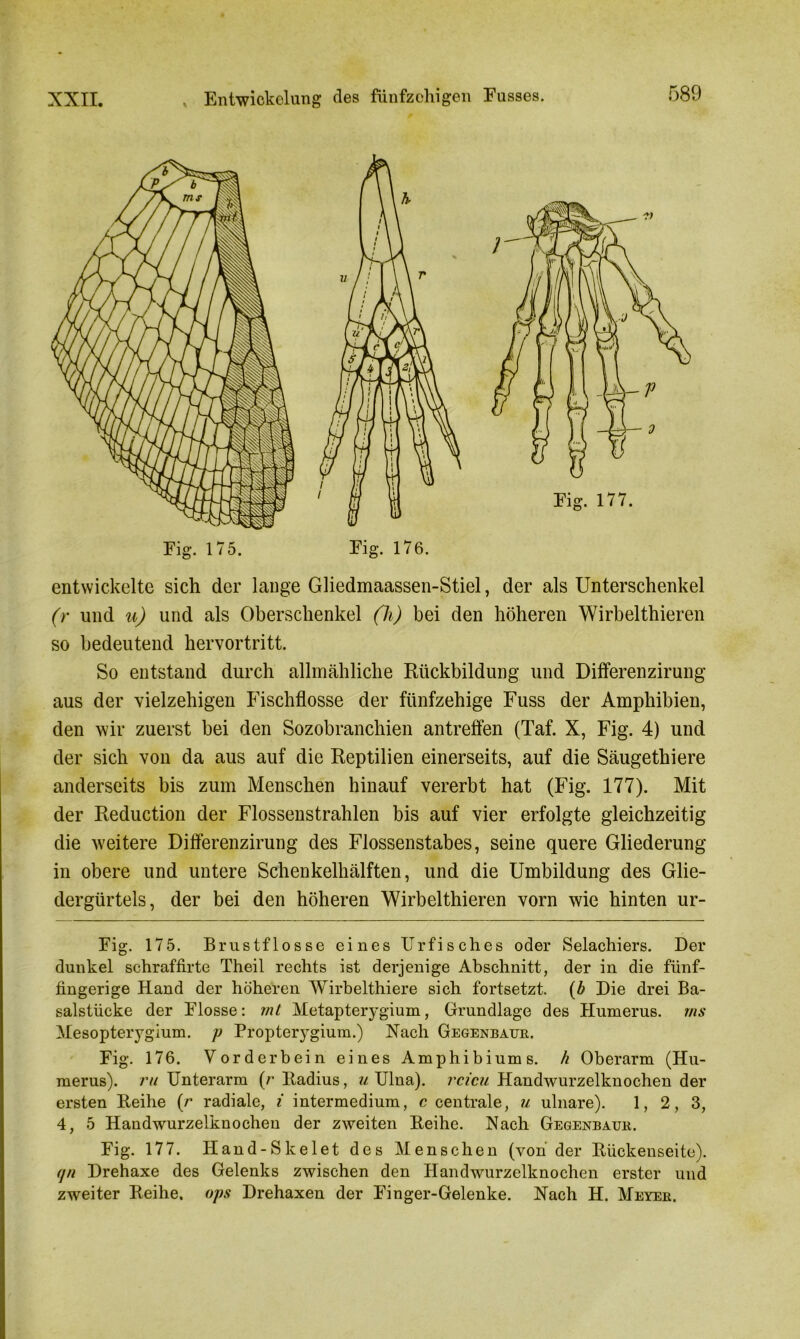 Fig. 175. Fig. 176. entwickelte sich der lange Gliedmaassen-Stiel, der als Unterschenkel (r und u) und als Oberschenkel (h) bei den höheren Wirbelthieren so bedeutend hervortritt. So entstand durch allmähliche Rückbildung und Differenzirung aus der vielzehigen Fischflosse der fünfzehige Fuss der Amphibien, den wir zuerst bei den Sozobranchien antreffen (Taf. X, Fig. 4) und der sich von da aus auf die Reptilien einerseits, auf die Säugethiere anderseits bis zum Menschen hinauf vererbt hat (Fig. 177). Mit der Reduction der Flossenstrahlen bis auf vier erfolgte gleichzeitig die weitere Differenzirung des Flossenstabes, seine quere Gliederung in obere und untere Schenkelhälften, und die Umbildung des Glie- dergürtels, der bei den höheren Wirbelthieren vorn wie hinten ur- Fig. 175. Brustflosse eines Urfisches oder Selachiers. Der dunkel schraffirte Theil rechts ist derjenige Abschnitt, der in die fünf- fingerige Hand der höheren Wirbelthiere sich fortsetzt. (b Die drei Ba- salstücke der Flosse: rnt Metapterygium, Grundlage des Humerus, ms Mesopterygium. p Propterygium.) Nach Gegenbaur. Fig. 176. Vorderbein eines Amphi bi ums. h Oberarm (Hu- merus). ru Unterarm (r Radius, u Ulna), rcicu Handwurzelknochen der ersten Reihe (r radiale, i intermedium, c centrale, u ulnare). 1, 2, 3, 4, 5 Handwurzelknocheu der zweiten Reihe. Nach Gegenbaur. Fig. 177. Hand-Skelet des Menschen (von der Rückenseite). (jn Drehaxe des Gelenks zwischen den Handwurzelknochen erster und zweiter Reihe, ops Drehaxen der Finger-Gelenke. Nach H. Meyer.