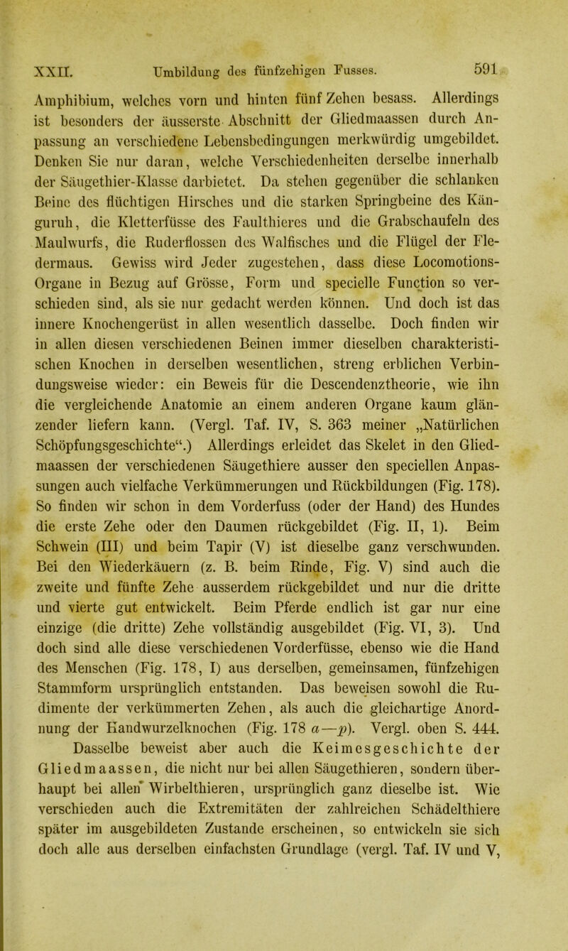 Amphibium, welches vorn und hinten fünf Zehen besass. Allerdings ist besonders der äusserste Abschnitt der Gliedmaassen durch An- passung an verschiedene Lebensbedingungen merkwürdig umgebildet. Denken Sie nur daran, welche Verschiedenheiten derselbe innerhalb der Säugethier-Klasse darbietet. Da stehen gegenüber die schlanken Beine des flüchtigen Hirsches und die starken Springbeine des Kän- guruh, die Kletterfüsse des Faulthieres und die Grabschaufeln des Maulwurfs, die Ruderflossen des Walfisches und die Flügel der Fle- dermaus. Gewiss wird Jeder zugestehen, dass diese Locomotions- Organe in Bezug auf Grösse, Form und specielle Function so ver- schieden sind, als sie nur gedacht werden können. Und doch ist das innere Knochengerüst in allen wesentlich dasselbe. Doch finden wir in allen diesen verschiedenen Beinen immer dieselben charakteristi- schen Knochen in derselben wesentlichen, streng erblichen Verbin- dungsweise wieder: ein Beweis für die Descendenztheorie, wie ihn die vergleichende Anatomie an einem anderen Organe kaum glän- zender liefern kann. (Vergl. Taf. IV, S. 363 meiner „Natürlichen Schöpfungsgeschichte“.) Allerdings erleidet das Skelet in den Glied- maassen der verschiedenen Säugethiere ausser den speciellen Anpas- sungen auch vielfache Verkümmerungen und Rückbildungen (Fig. 178). So finden wir schon in dem Vorderfuss (oder der Hand) des Hundes die erste Zehe oder den Daumen rückgebildet (Fig. II, 1). Beim Schwein (III) und beim Tapir (V) ist dieselbe ganz verschwunden. Bei den Wiederkäuern (z. B. beim Rinde, Fig. V) sind auch die zweite und fünfte Zehe ausserdem rückgebildet und nur die dritte und vierte gut entwickelt. Beim Pferde endlich ist gar nur eine einzige (die dritte) Zehe vollständig ausgebildet (Fig. VI, 3). Und doch sind alle diese verschiedenen Vorderfüsse, ebenso wie die Hand des Menschen (Fig. 178, I) aus derselben, gemeinsamen, fünfzehigen Stammform ursprünglich entstanden. Das beweisen sowohl die Ru- dimente der verkümmerten Zehen, als auch die gleichartige Anord- nung der Kandwurzelknochen (Fig. 178 a—p). Vergl. oben S. 444. Dasselbe beweist aber auch die Keimesgeschichte der Gliedmaassen, die nicht nur bei allen Säugethieren, sondern über- haupt bei allen Wirbelthieren, ursprünglich ganz dieselbe ist. Wie verschieden auch die Extremitäten der zahlreichen Schädelthiere später im ausgebildeten Zustande erscheinen, so entwickeln sie sich doch alle aus derselben einfachsten Grundlage (vergl. Taf. IV und V,
