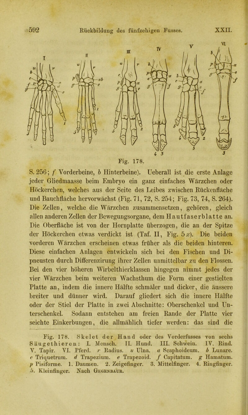 Fig. 178. S. 256; f Vorderbeine, b Hinterbeine). Ueberall ist die erste Anlage jeder Gliedmaasse beim Embryo ein ganz einfaches Wärzchen oder Höckerchen, welches aus der Seite des Leibes zwischen Rückenfläche und Bauchfläche hervorwächst (Fig. 71, 72, S. 254; Fig. 73, 74, S. 264). Die Zellen, welche die Wärzchen zusammensetzen, gehören, gleich allen anderen Zellen der Bewegungsorgane, dem Hautfaserblatte an. Die Oberfläche ist von der Hornplatte überzogen, die an der Spitze der Höckerchen etwas verdickt ist (Taf. II, Fig. 5%). Die beiden vorderen Wärzchen erscheinen etwas früher als die beiden hinteren. Diese einfachen Anlagen entwickeln sich bei den Fischen und Di- pneusten durch Differenzirung ihrer Zellen unmittelbar zu den Flossen. Bei den vier höheren Wirbelthierklassen hingegen nimmt jedes der vier Wärzchen beim weiteren Wachsthum die Form einer gestielten Platte an, indem die innere Hälfte schmäler und dicker, die äussere breiter und dünner wird. Darauf gliedert sich die innere Hälfte oder der Stiel der Platte in zwei Abschnitte: Oberschenkel und Un- terschenkel. Sodann entstehen am freien Rande der Platte vier seichte Einkerbungen, die allmählich tiefer werden: das sind die Fig. 178. Skelet der Hand oder des Vorderfusses von sechs S äugethieren : I. Mensch. II. Hund. III. Schwein. IY. Rind. Y. Tapir. YI. Pferd, r Radius, u Ulna, a Scaphoideum. b Lunare. c Triquetrura. d Trapezium. e Trapezoid. f Capitatum. g Hamatum. p Pisiforme. 1. Daumen. 2. Zeigefinger. 3. Mittelfinger. 4. Ringfinger. 3. Kleinfinger. Nach Gegenhaub.