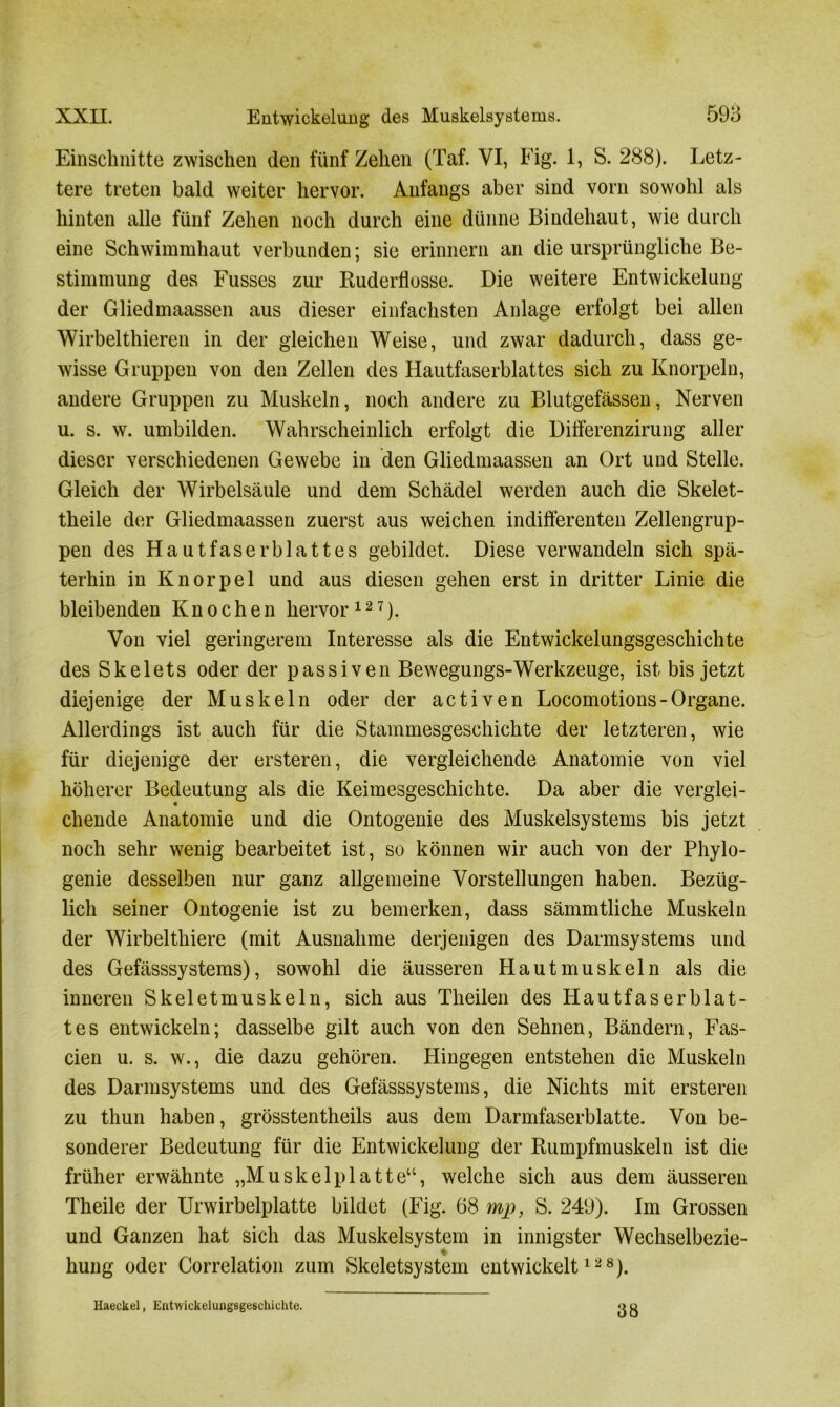 Einschnitte zwischen den fünf Zehen (Taf. VI, Fig. 1, S. 288). Letz- tere treten bald weiter hervor. Anfangs aber sind vorn sowohl als hinten alle fünf Zehen noch durch eine dünne Bindehaut, wie durch eine Schwimmhaut verbunden; sie erinnern an die ursprüngliche Be- stimmung des Fusses zur Kuderflosse. Die weitere Entwickelung der Gliedmaassen aus dieser einfachsten Anlage erfolgt bei allen Wirbelthieren in der gleichen Weise, und zwar dadurch, dass ge- wisse Gruppen von den Zellen des Hautfaserblattes sich zu Knorpeln, andere Gruppen zu Muskeln, noch andere zu Blutgefässen, Nerven u. s. w. umbilden. Wahrscheinlich erfolgt die Dilferenzirung aller dieser verschiedenen Gewebe in den Gliedmaassen an Ort und Stelle. Gleich der Wirbelsäule und dem Schädel werden auch die Skelet- theile der Gliedmaassen zuerst aus weichen indifferenten Zellengrup- pen des Hautfaser bl attes gebildet. Diese verwandeln sich spä- terhin in Knorpel und aus diesen gehen erst in dritter Linie die bleibenden Knochen hervor12 7). Von viel geringerem Interesse als die Entwickelungsgeschichte des Skelets oder der passiven Bewegungs-Werkzeuge, ist bis jetzt diejenige der Muskeln oder der activen Locomotions-Organe. Allerdings ist auch für die Stammesgeschichte der letzteren, wie für diejenige der ersteren, die vergleichende Anatomie von viel höherer Bedeutung als die Keimesgeschichte. Da aber die verglei- chende Anatomie und die Ontogenie des Muskelsystems bis jetzt noch sehr wenig bearbeitet ist, so können wir auch von der Phylo- genie desselben nur ganz allgemeine Vorstellungen haben. Bezüg- lich seiner Ontogenie ist zu bemerken, dass sämmtliche Muskeln der Wirbelthiere (mit Ausnahme derjenigen des Darmsystems und des Gefässsystems), sowohl die äusseren Hautmuskeln als die inneren Skeletmuskeln, sich aus Theilen des Hautfaserblat- tes entwickeln; dasselbe gilt auch von den Sehnen, Bändern, Fas- cien u. s. w., die dazu gehören. Hingegen entstehen die Muskeln des Darmsystems und des Gefässsystems, die Nichts mit ersteren zu thun haben, grösstentheils aus dem Darmfaserblatte. Von be- sonderer Bedeutung für die Entwickelung der Rumpfmuskeln ist die früher erwähnte „Muskelplatte“, welche sich aus dem äusseren Theile der Urwirbelplatte bildet (Fig. 68 mp, S. 249). Im Grossen und Ganzen hat sich das Muskelsystem in innigster Wechselbezie- * hung oder Correlation zum Skeletsystem entwickelt128). Haeckel, Entwickelungsgeschichte. 38