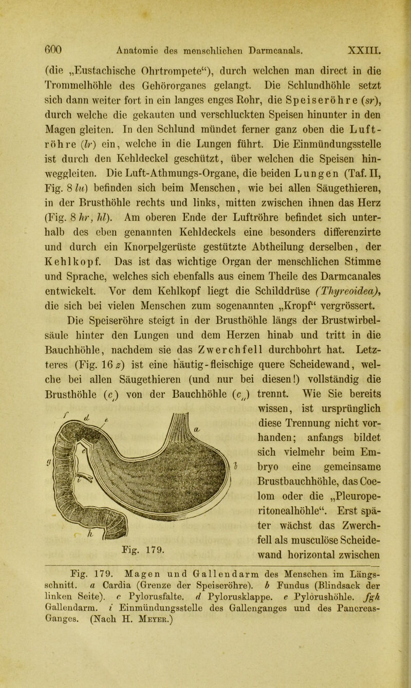 (die „Eustachische Ohrtrompete“), durch welchen man direct in die Trommelhöhle des Gehörorganes gelangt. Die Schlundhöhle setzt sich dann weiter fort in ein langes enges Rohr, die Speiseröhre (sr), durch welche die gekauten und verschluckten Speisen hinunter in den Magen gleiten. In den Schlund mündet ferner ganz oben die Luft- röhre (Ir) ein, welche in die Lungen führt. Die Einmündungsstelle ist durch den Kehldeckel geschützt, über welchen die Speisen hin- weggleiten. Die Luft-Athmungs-Organe, die beiden Lungen (Taf. II, Fig. 8 hi) befinden sich beim Menschen, wie bei allen Säugethieren, in der Brusthöhle rechts und links, mitten zwischen ihnen das Herz (Fig. 8 hr, hl). Am oberen Ende der Luftröhre befindet sich unter- halb des eben genannten Kehldeckels eine besonders differenzirte und durch ein Knorpelgerüste gestützte Abtheilung derselben, der Kehlkopf. Das ist das wichtige Organ der menschlichen Stimme und Sprache, welches sich ebenfalls aus einem Theile des Darmcanales entwickelt. Vor dem Kehlkopf liegt die Schilddrüse (Thyreoidea), die sich bei vielen Menschen zum sogenannten „Kropf“ vergrössert. Die Speiseröhre steigt in der Brusthöhle längs der Brustwirbel- säule hinter den Lungen und dem Herzen hinab und tritt in die Bauchhöhle, nachdem sie das Zwerchfell durchbohrt hat. Letz- teres (Fig. 16 0) ist eine häutig-fleischige quere Scheidewand, wel- che bei allen Säugethieren (und nur bei diesen!) vollständig die Brusthöhle (c) von der Bauchhöhle (cj trennt. Wie Sie bereits wissen, ist ursprünglich diese Trennung nicht vor- handen; anfangs bildet sich vielmehr beim Em- bryo eine gemeinsame Brustbauchhöhle, das Coe- lom oder die „Pleurope- ritonealhöhle“. Erst spä- ter wächst das Zwerch- fell als musculöse Scheide- wand horizontal zwischen Fig. 179. Magen und Gallendarm des Menschen im Längs- schnitt. a Cardia (Grenze der Speiseröhre), b Fundus (Blindsack der linken Seite), c Pylorusfalte. d Pylorusklappe. c Pylorushöhle. fgh Gallendarm, i Einmündungsstelle des Gallenganges und des Pancreas- Ganges. (Nach IP. Meyek.)