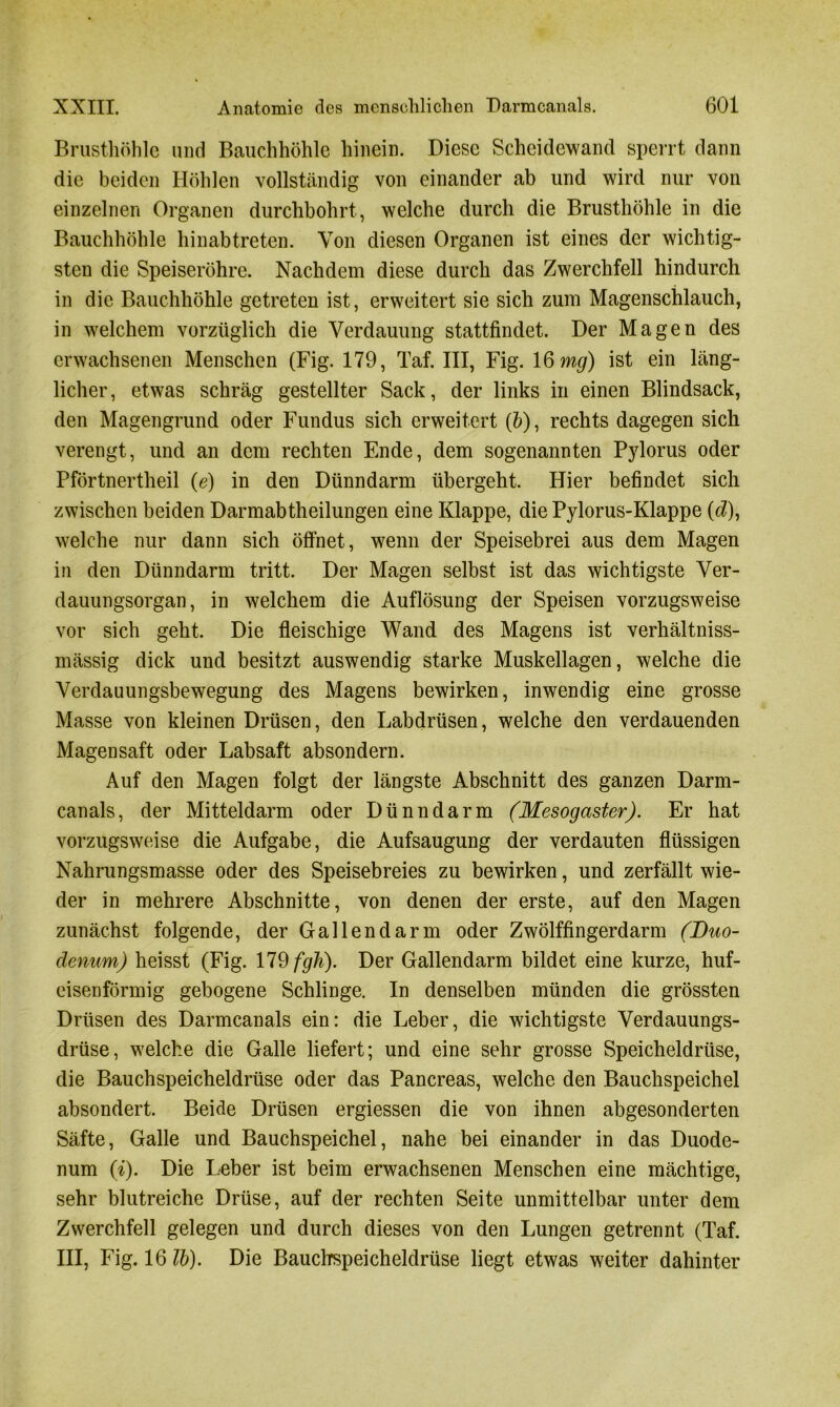 Brusthöhle und Bauchhöhle hinein. Diese Scheidewand sperrt dann die beiden Höhlen vollständig von einander ab und wird nur von einzelnen Organen durchbohrt, welche durch die Brusthöhle in die Bauchhöhle hinab treten. Von diesen Organen ist eines der wichtig- sten die Speiseröhre. Nachdem diese durch das Zwerchfell hindurch in die Bauchhöhle getreten ist, erweitert sie sich zum Magenschlauch, in welchem vorzüglich die Verdauung stattfindet. Der Magen des erwachsenen Menschen (Fig. 179, Taf. III, Fig. 16 mg) ist ein läng- licher , etwas schräg gestellter Sack, der links in einen Blindsack, den Magengrund oder Fundus sich erweitert (b), rechts dagegen sich verengt, und an dem rechten Ende, dem sogenannten Pylorus oder Pförtnertheil (e) in den Dünndarm übergeht. Hier befindet sich zwischen beiden Darmabtheilungen eine Klappe, die Pylorus-Klappe (<7), welche nur dann sich öffnet, wenn der Speisebrei aus dem Magen in den Dünndarm tritt. Der Magen selbst ist das wichtigste Ver- dauungsorgan, in welchem die Auflösung der Speisen vorzugsweise vor sich geht. Die fleischige Wand des Magens ist verhältniss- mässig dick und besitzt auswendig starke Muskellagen, welche die Verdauungsbewegung des Magens bewirken, inwendig eine grosse Masse von kleinen Drüsen, den Labdrüsen, welche den verdauenden Magensaft oder Labsaft absondern. Auf den Magen folgt der längste Abschnitt des ganzen Darm- canals, der Mitteldarm oder Dünndarm (Mesogaster). Er hat vorzugsweise die Aufgabe, die Aufsaugung der verdauten flüssigen Nahrungsmasse oder des Speisebreies zu bewirken, und zerfällt wie- der in mehrere Abschnitte, von denen der erste, auf den Magen zunächst folgende, der Gallendarm oder Zwölffingerdarm (Duo- denum) heisst (Fig. 179 fgh). Der Gallendarm bildet eine kurze, huf- eisenförmig gebogene Schlinge. In denselben münden die grössten Drüsen des Darmcanals ein: die Leber, die wichtigste Verdauungs- drüse, welche die Galle liefert; und eine sehr grosse Speicheldrüse, die Bauchspeicheldrüse oder das Pancreas, welche den Bauchspeichel absondert. Beide Drüsen ergiessen die von ihnen abgesonderten Säfte, Galle und Bauchspeichel, nahe bei einander in das Duode- num (i). Die Leber ist beim erwachsenen Menschen eine mächtige, sehr blutreiche Drüse, auf der rechten Seite unmittelbar unter dem Zwerchfell gelegen und durch dieses von den Lungen getrennt (Taf. III, Fig. 16 Tb). Die Bauchspeicheldrüse liegt etwas weiter dahinter