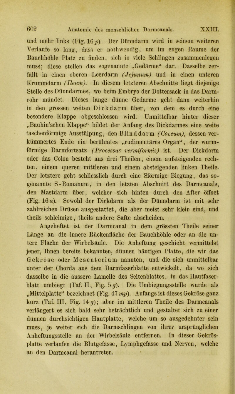 lind mehr links (Fig. 16p). Der Dünndarm wird in seinem weiteren Verlaufe so lang, dass er nothwendig, um im engen Raume der Bauchhöhle Platz zu finden, sich in viele Schlingen Zusammenlegen muss; diese stellen das sogenannte „Gedärme“ dar. Dasselbe zer- fällt in einen oberen Leerdarm (Jejunum) und in einen unteren Krummdarm (Ileum). In diesem letzteren Abschnitte liegt diejenige Stelle des Dünndarmes, wo beim Embryo der Dottersack in das Darm- rohr mündet. Dieses lange dünne Gedärme geht dann weiterhin in den grossen weiten Dick da rin über, von dem es durch eine besondere Klappe abgeschlossen wird. Unmittelbar hinter dieser „Bauhin’schen Klappe“ bildet der Anfang des Dickdarmes eine weite taschenförmige Ausstülpung, den Blinddarm (Goecum), dessen ver- kümmertes Ende ein berühmtes „rudimentäres Organ“, der wurm- förmige Darmfortsatz (Processus vermiformis) ist. Der Dickdarm oder das Colon besteht aus drei Theilen, einem aufsteigenden rech- ten, einem queren mittleren und einem absteigenden linken Theile. Der letztere geht schliesslich durch eine Sförmige Biegung, das so- genannte S-Romanum, in den letzten Abschnitt des Darmcanals, den Mastdarm über, welcher sich hinten durch den After öffnet (Fig. 16 a). Sowohl der Dickdarm als der Dünndarm ist mit sehr zahlreichen Drüsen ausgestattet, die aber meist sehr klein sind, und theils schleimige, theils andere Säfte abscheiden. Angeheftet ist der Darmcanal in dem grössten Theile seiner Länge an die innere Rückenfläche der Bauchhöhle oder an die un- tere Fläche der Wirbelsäule. Die Anheftung geschieht vermittelst jener, Ihnen bereits bekannten, dünnen häutigen Platte, die wir das Gekröse oder Mesenterium nannten, und die sich unmittelbar unter der Chorda aus dem Darmfaserblatte entwickelt , da wo sich dasselbe in die äussere Lamelle des Seitenblattes, in das Hautfaser- blatt umbiegt (Taf. II, Fig. 5 g). Die Umbiegungsstelle wurde als „Mittelplatte“ bezeichnet (Fig. 47 mp). Anfangs ist dieses Gekröse ganz kurz (Taf. III, Fig. 14#); aber im mittleren Theile des Darmcanals verlängert es sich bald sehr beträchtlich und gestaltet sich zu einer dünnen durchsichtigen Hautplatte, welche um so ausgedehnter sein muss, je weiter sich die Darmschlingen von ihrer ursprünglichen Anheftungsstelle an der Wirbelsäule entfernen. In dieser Gekrös- platte verlaufen die Blutgefässe, Lymphgefässe und Nerven, welche an den Darmcanal heran treten.