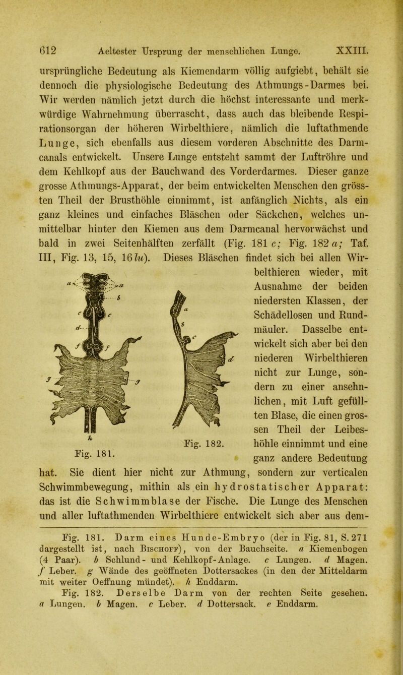 ursprüngliche Bedeutung als Kiemendarm völlig aufgiebt, behält sie dennoch die physiologische Bedeutung des Athmungs-Darmes bei. Wir werden nämlich jetzt durch die höchst interessante und merk- würdige Wahrnehmung überrascht, dass auch das bleibende Respi- rationsorgan der höheren Wirbelthierc, nämlich die luftathmende Lunge, sich ebenfalls aus diesem vorderen Abschnitte des Darm- canals entwickelt. Unsere Lunge entsteht sammt der Luftröhre und dem Kehlkopf aus der Bauchwand des Yorderdarmes. Dieser ganze grosse Athmungs-Apparat, der beim entwickelten Menschen den gröss- ten Theil der Brusthöhle einnimmt, ist anfänglich Nichts, als ein ganz kleines und einfaches Bläschen oder Säckchen, welches un- mittelbar hinter den Kiemen aus dem Darmcanal hervorwächst und bald in zwei Seitenhälften zerfällt (Fig. 181c; Fig. 182 a; Taf. III, Fig. 13, 15, 16 lu). Dieses Bläschen findet sich bei allen Wir- bel thieren wieder, mit Ausnahme der beiden niedersten Klassen, der Schädellosen und Rund- mäuler. Dasselbe ent- wickelt sich aber bei den niederen Wirbelthieren nicht zur Lunge, son- dern zu einer ansehn- lichen, mit Luft gefüll- ten Blase, die einen gros- sen Theil der Leibes- höhle einnimmt und eine ganz andere Bedeutung hat. Sie dient hier nicht zur Athmung, sondern zur verticalen Schwimmbewegung, mithin als ein hydrostatischer Apparat: das ist die Schwimmblase der Fische. Die Lunge des Menschen und aller luftathmenden Wirbelthiere entwickelt sich aber aus dem- Fig. 181. Darm eines Hunde-Embryo (der in Fig. 81, S. 271 dargestellt ist, nach Bischoff), von der Bauchseite, a Kiemenbogen (4 Paar). b Schlund- und Kehlkopf-Anlage. c Lungen, d Magen. f Leber, g Wände des geöffneten Dottersackes (in den der Mitteldarm mit weiter Oeffnung mündet), h Enddarm. Fig. 182. Derselbe Darm von der rechten Seite gesehen. a Lungen, b Magen, c Leber, d Dottersack, e Enddarm.