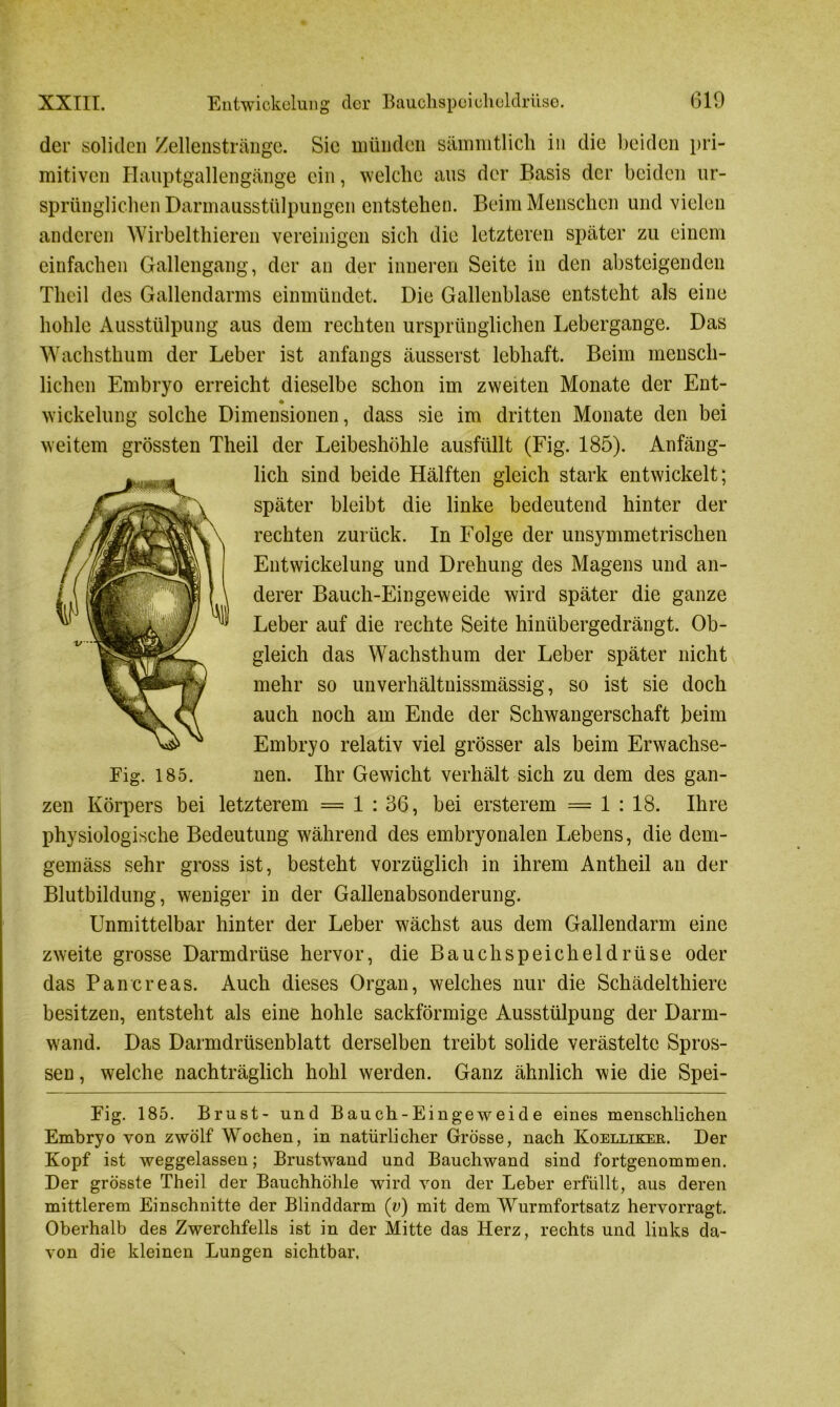 der soliden Zellenstränge. Sic münden sämmtlich in die beiden pri- mitiven Hauptgallengänge ein, welche aus der Basis der beiden ur- sprünglichen Darmausstülpungen entstehen. Beim Menschen und vielen anderen Wirbelthieren vereinigen sich die letzteren später zu einem einfachen Gallengang, der an der inneren Seite in den absteigenden Theil des Gallendarms einmündet. Die Gallenblase entsteht als eine hohle Ausstülpung aus dem rechten ursprünglichen Lebergange. Das Wachsthum der Leber ist anfangs äusserst lebhaft. Beim mensch- lichen Embryo erreicht dieselbe schon im zweiten Monate der Ent- wickelung solche Dimensionen, dass sie im dritten Monate den bei weitem grössten Theil der Leibeshöhle ausfüllt (Fig. 185). Anfäng- lich sind beide Hälften gleich stark entwickelt; später bleibt die linke bedeutend hinter der rechten zurück. In Folge der unsymmetrischen Entwickelung und Drehung des Magens und an- derer Bauch-Eingeweide wird später die ganze Leber auf die rechte Seite hinübergedrängt. Ob- gleich das Wachsthum der Leber später nicht mehr so unverhältnissmässig, so ist sie doch auch noch am Ende der Schwangerschaft beim Embryo relativ viel grösser als beim Erwachse- Eig. iS5. nen. Ihr Gewicht verhält sich zu dem des gan- zen Körpers bei letzterem = 1 : 36, bei ersterem = 1 : 18. Ihre physiologische Bedeutung während des embryonalen Lebens, die dem- gemäss sehr gross ist, besteht vorzüglich in ihrem Antheil an der Blutbildung, weniger in der Gallenabsonderung. Unmittelbar hinter der Leber wächst aus dem Gallendarm eine zweite grosse Darmdrüse hervor, die Bauchspeicheldrüse oder das Pancreas. Auch dieses Organ, welches nur die Schädelthiere besitzen, entsteht als eine hohle sackförmige Ausstülpung der Darm- wand. Das Darmdrüsenblatt derselben treibt solide verästelte Spros- sen , welche nachträglich hohl werden. Ganz ähnlich wie die Spei- Eig. 185. Brust- und Bauch-Eingeweide eines menschlichen Embryo von zwölf Wochen, in natürlicher Grösse, nach Koelliker. Der Kopf ist weggelassen; Brustwand und Bauchwand sind fortgenommen. Der grösste Theil der Bauchhöhle wird von der Leber erfüllt, aus deren mittlerem Einschnitte der Blinddarm (v) mit dem Wurmfortsatz hervorragt. Oberhalb des Zwerchfells ist in der Mitte das Herz, rechts und links da- von die kleinen Lungen sichtbar.