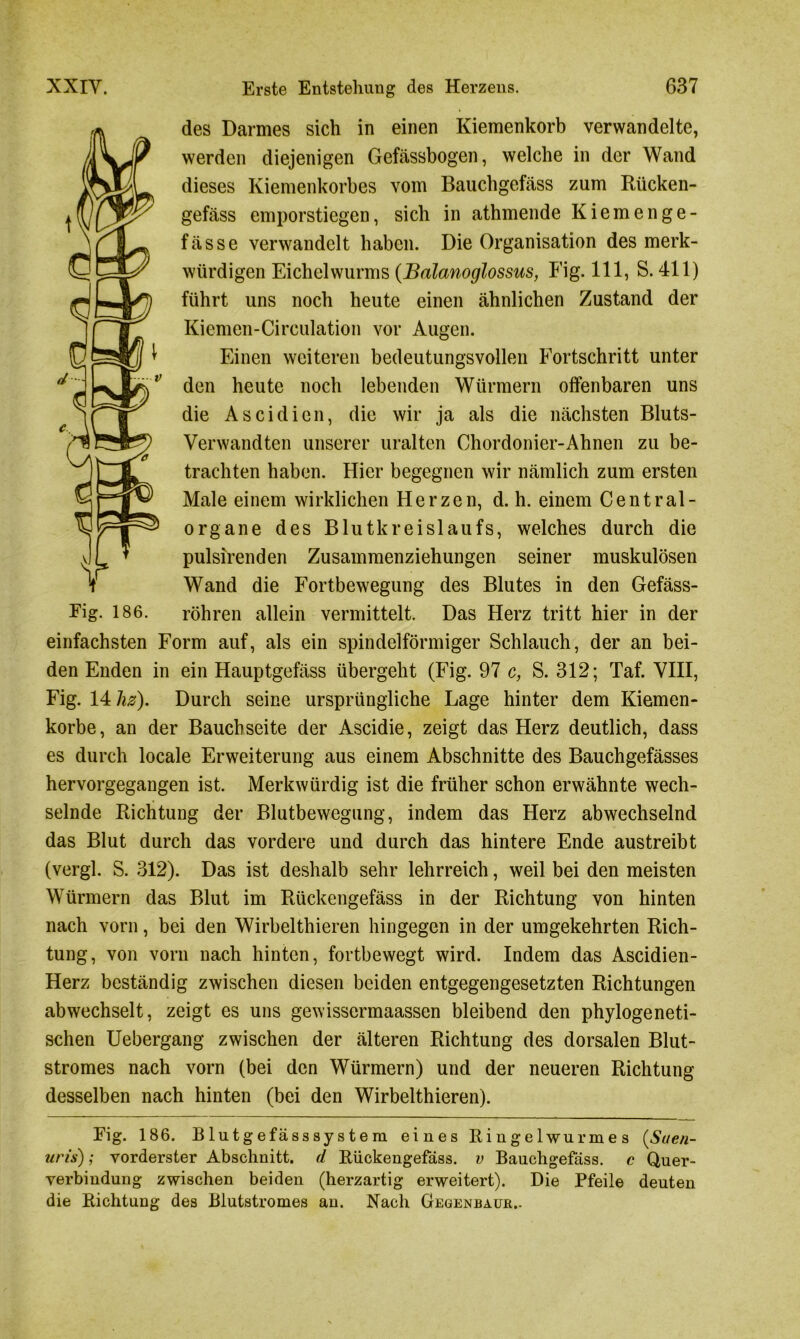 des Darmes sich in einen Kiemenkorb verwandelte, werden diejenigen Gefässbogen, welche in der Wand dieses Kiemenkorbes vom Bauchgefäss zum Rücken- gefäss emporstiegen, sich in athmende Kiemenge- fässe verwandelt haben. Die Organisation des merk- würdigen Eichelwurms (Balanoglossus, Fig. 111, S. 411) führt uns noch heute einen ähnlichen Zustand der Kiemen-Circulation vor Augen. Einen weiteren bedeutungsvollen Fortschritt unter den heute noch lebenden Würmern offenbaren uns die A sei dien, die wir ja als die nächsten Bluts- verwandten unserer uralten Chordonier-Ahnen zu be- trachten haben. Hier begegnen wir nämlich zum ersten Male einem wirklichen Herzen, d. h. einem Central- organe des Blutkreislaufs, welches durch die pulsirenden Zusammenziehungen seiner muskulösen Wand die Fortbewegung des Blutes in den Gefäss- röhren allein vermittelt. Das Herz tritt hier in der einfachsten Form auf, als ein spindelförmiger Schlauch, der an bei- den Enden in ein Hauptgefäss übergeht (Fig. 97 c, S. 312; Taf. VIII, Fig. 14 Jiz). Durch seine ursprüngliche Lage hinter dem Kiemen- korbe, an der Bauchseite der Ascidie, zeigt das Herz deutlich, dass es durch locale Erweiterung aus einem Abschnitte des Bauchgefässes hervorgegangen ist. Merkwürdig ist die früher schon erwähnte wech- selnde Richtung der Blutbewegung, indem das Herz abwechselnd das Blut durch das vordere und durch das hintere Ende austreibt (vergl. S. 312). Das ist deshalb sehr lehrreich, weil bei den meisten Würmern das Blut im Rückengefäss in der Richtung von hinten nach vorn, bei den Wirbelthieren hingegen in der umgekehrten Rich- tung, von vorn nach hinten, fortbewegt wird. Indem das Ascidien- Herz beständig zwischen diesen beiden entgegengesetzten Richtungen abwechselt, zeigt es uns gewissermaassen bleibend den phylogeneti- schen Uebergang zwischen der älteren Richtung des dorsalen Blut- stromes nach vorn (bei den Würmern) und der neueren Richtung desselben nach hinten (bei den Wirbelthieren). Eig. 186. Blutgefässsystem eines Ringelwurmes (Säen- uns); vorderster Abschnitt, d Rückengefäss. v Bauchgefäss. c Quer- verbindung zwischen beiden (herzartig erweitert). Die Pfeile deuten die Richtung des Blutstromes an. Nach Gegenbaur.. Eig. 186.