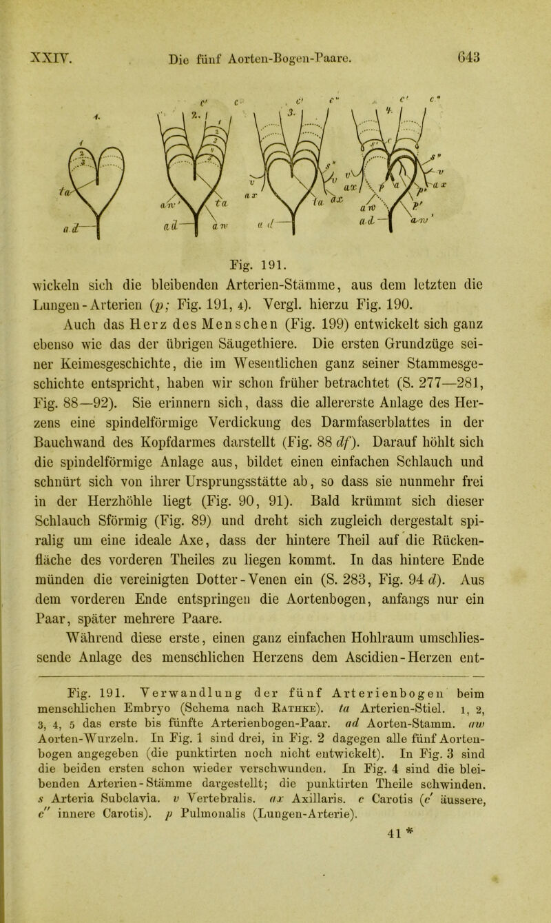 Fig. 191. wickeln sich die bleibenden Arterien-Stämme, aus dem letzten die Lungen - Arterien (p; Fig. 191, 4). Vergl. hierzu Fig. 190. Auch das FLerz des Menschen (Fig. 199) entwickelt sich ganz ebenso wie das der übrigen Säugethiere. Die ersten Grundzüge sei- ner Keimesgeschichte, die im Wesentlichen ganz seiner Stammesge- schichte entspricht, haben wir schon früher betrachtet (S. 277—281, Fig. 88—92). Sie erinnern sich, dass die allererste Anlage des Her- zens eine spindelförmige Verdickung des Darmfaserblattes in der Bauchwand des Kopfdarmes darstellt (Fig. 88 df). Darauf höhlt sich die spindelförmige Anlage aus, bildet einen einfachen Schlauch und schnürt sich von ihrer Ursprungsstätte ab, so dass sie nunmehr frei in der Herzhöhle liegt (Fig. 90, 91). Bald krümmt sich dieser Schlauch Sförmig (Fig. 89) und dreht sich zugleich dergestalt spi- ralig um eine ideale Axe, dass der hintere Theil auf die Rücken- fläche des vorderen Theiles zu liegen kommt. In das hintere Ende münden die vereinigten Dotter-Venen ein (S. 283, Fig. 94 d). Aus dem vorderen Ende entspringen die Aortenbogen, anfangs nur ein Paar, später mehrere Paare. Während diese erste, einen ganz einfachen Hohlraum umschlies- sende Anlage des menschlichen Herzens dem Ascidien - Herzen ent- Fig. 191. Verwandlung der fünf Arterienbogen beim menschlichen Embryo (Schema nach Rathke). ta Arterien-Stiel. 1, 2, 3, 4, 5 das erste bis fünfte Arterienbogen-Paar, ad Aorten-Stamm. uw Aorten-Wurzeln. In Fig. 1 sind drei, in Fig. 2 dagegen alle fünf Aorten- bogen angegeben (die punktirten noch nicht entwickelt). In Fig. 3 sind die beiden ersten schon wieder verschwunden. In Fig. 4 sind die blei- benden Arterien-Stämme dargestellt; die punktirten Theile schwinden. s Arteria Subclavia, v Vertebralis. ax Axillaris, c Carotis (c äussere, c innere Carotis), p Pulmonalis (Lungen-Arterie). % 41